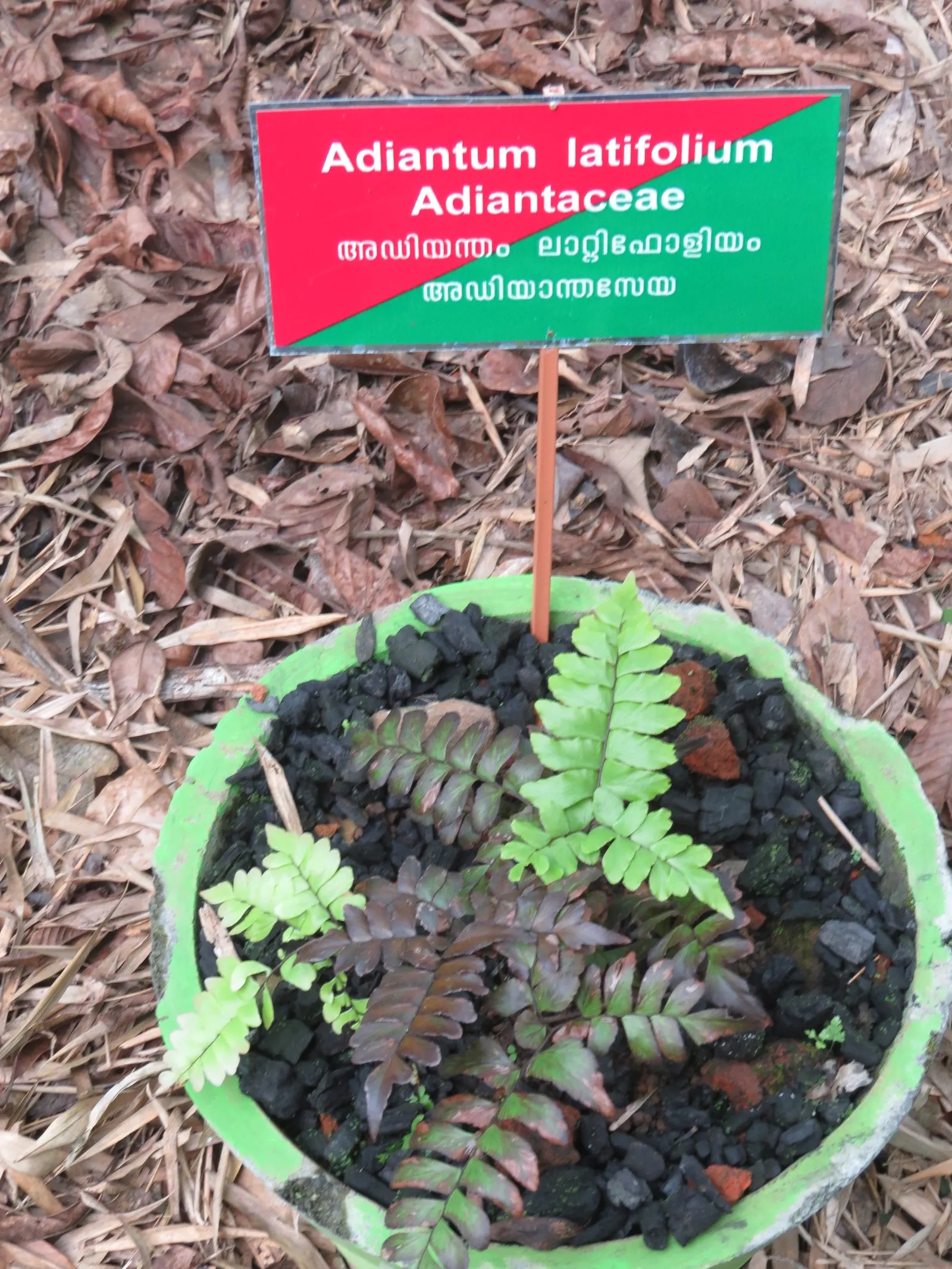 Maidenhair Fern (Adiantum Capillus-Veneris) — consider it as an underplanting for larger shrubs or trees; light green fronds that typically reach up to 18