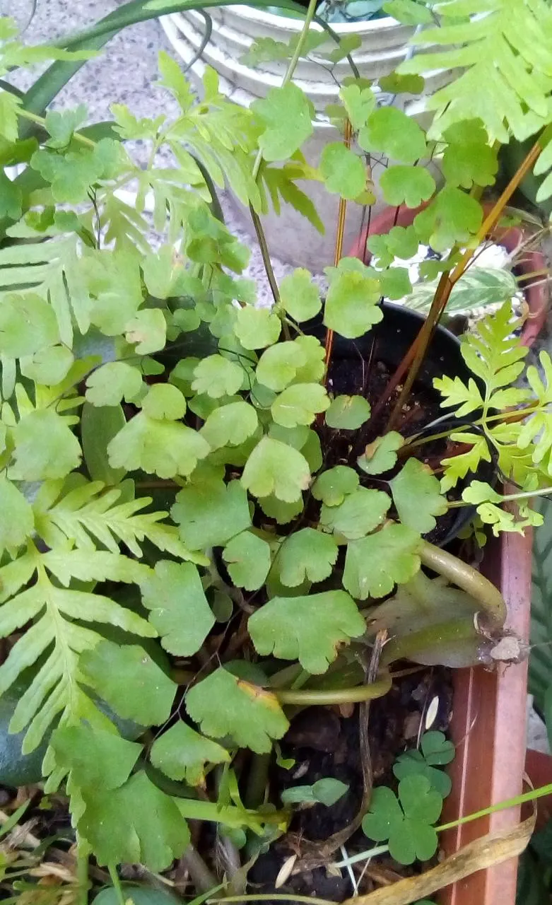 Maidenhair Fern (Adiantum Capillus-Veneris) — The soil should ideally be rich in organic matter, which promotes lush frond development
