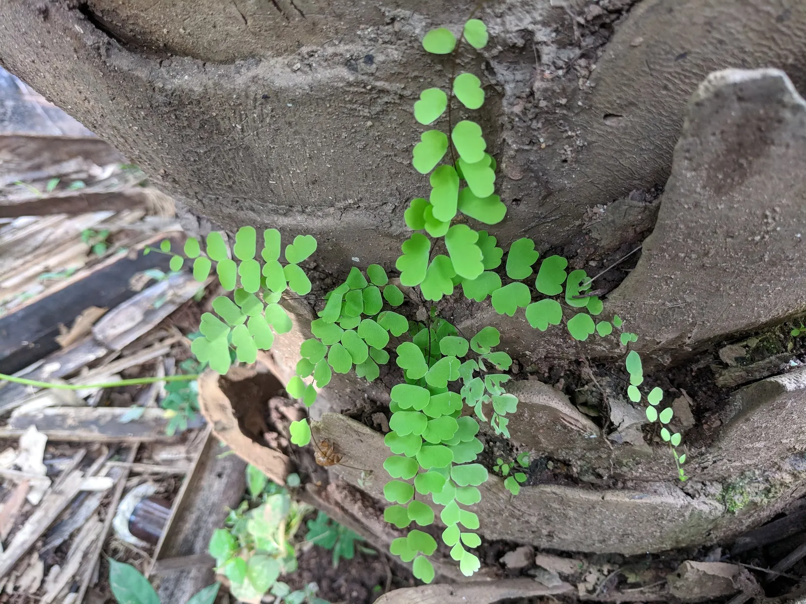 Maidenhair Fern (Adiantum Capillus-Veneris) — ornamental plant with fan-shaped