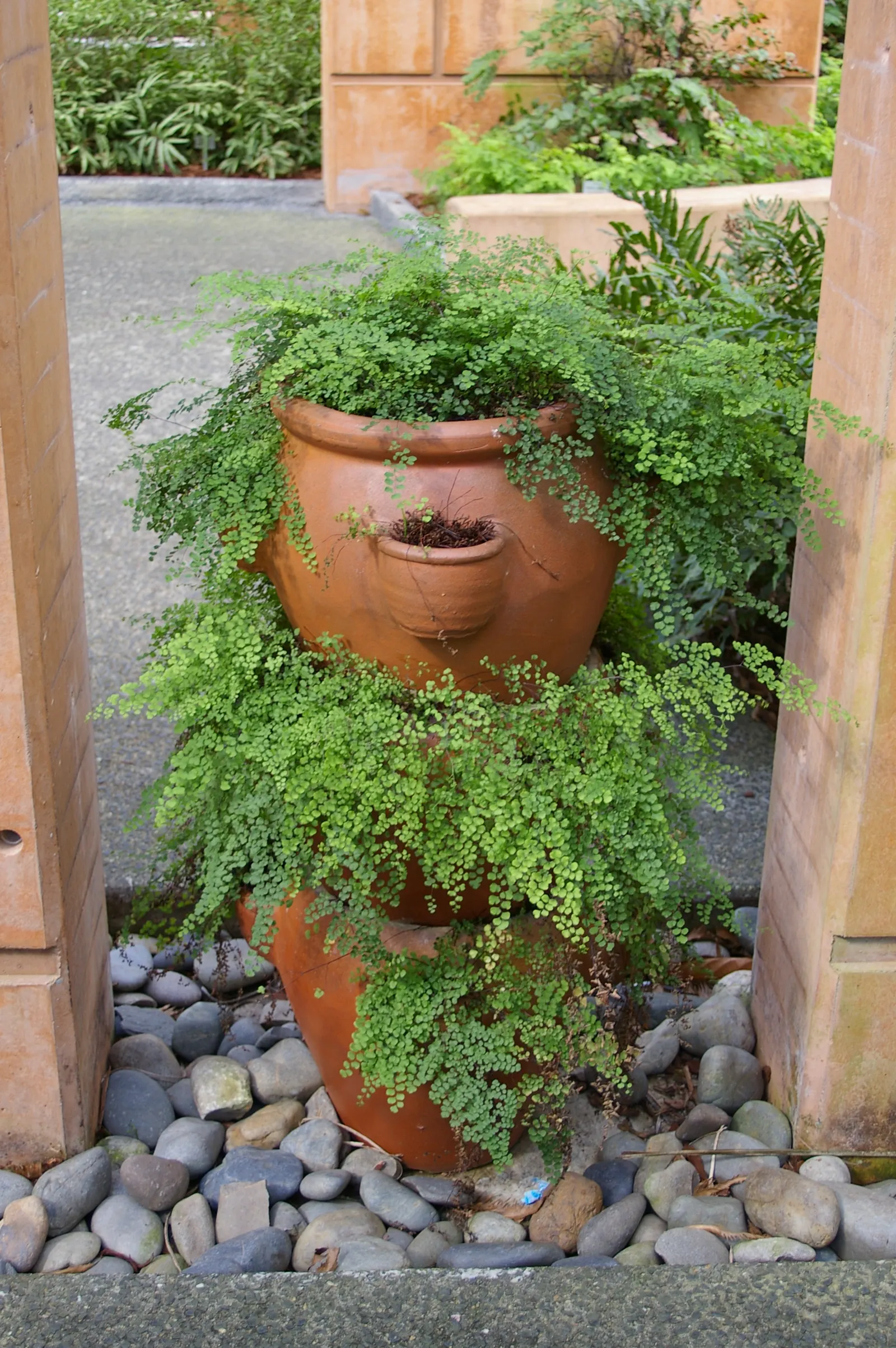 Maidenhair Fern (Adiantum Capillus-Veneris) — direct sunlight and strong winds that can easily damage their delicate fronds