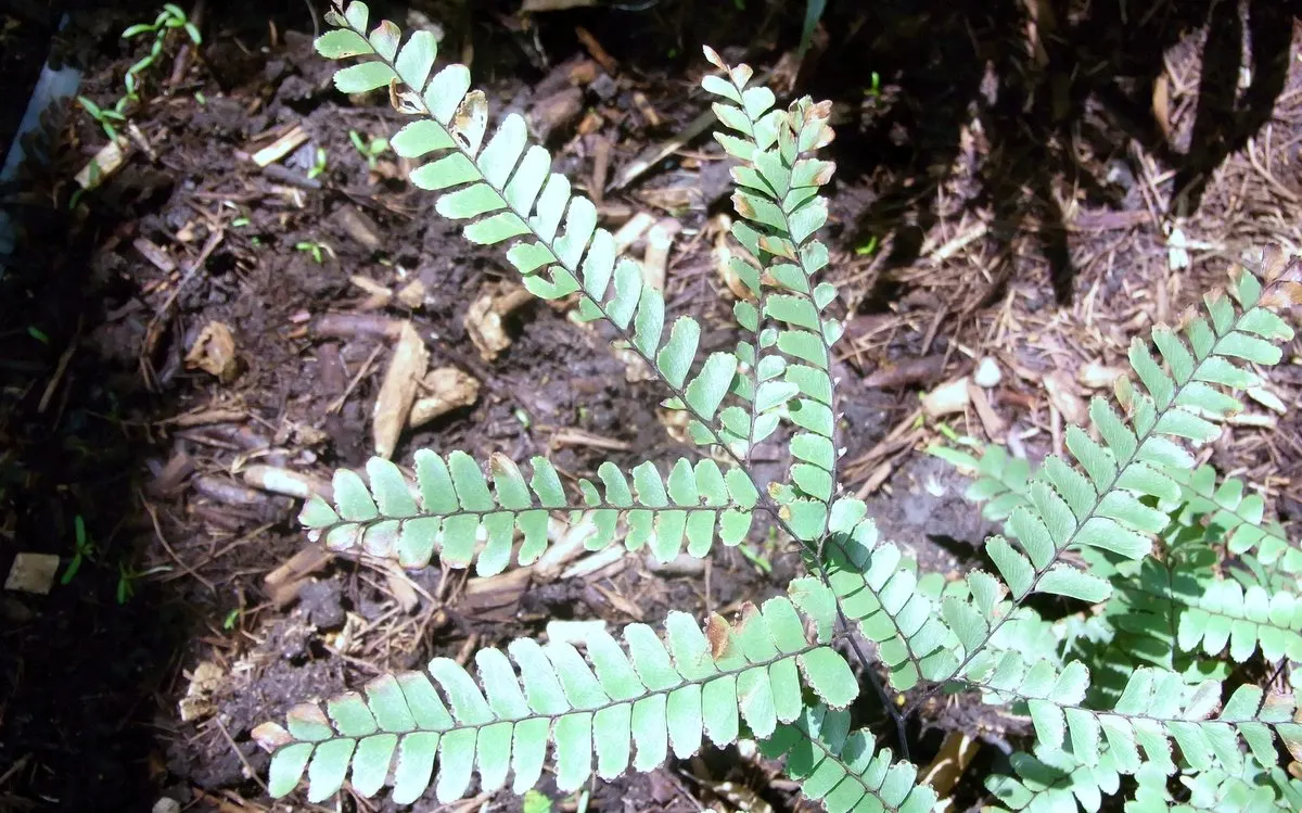 Maidenhair Fern (Adiantum Capillus-Veneris) — Its ethereal texture provides a stunning contrast against coarser foliage; this fern can reach a mature height of