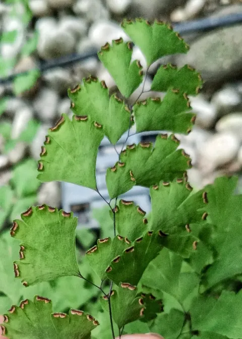 Maidenhair Fern (Adiantum Capillus-Veneris) — or as a graceful accent in a mixed fern garden