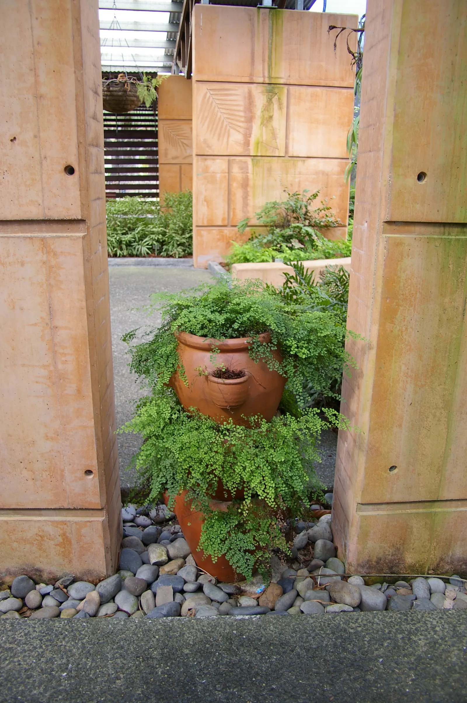 Maidenhair Fern (Adiantum Capillus-Veneris) — Inform clients of its modest growth rate and non-invasive nature