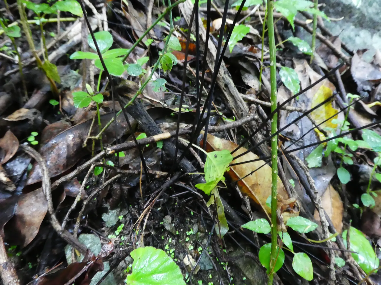 Maidenhair Fern (Adiantum Capillus-Veneris) — Maidenhair Ferns require protection from harsh; mimicking its natural habitat, image 64