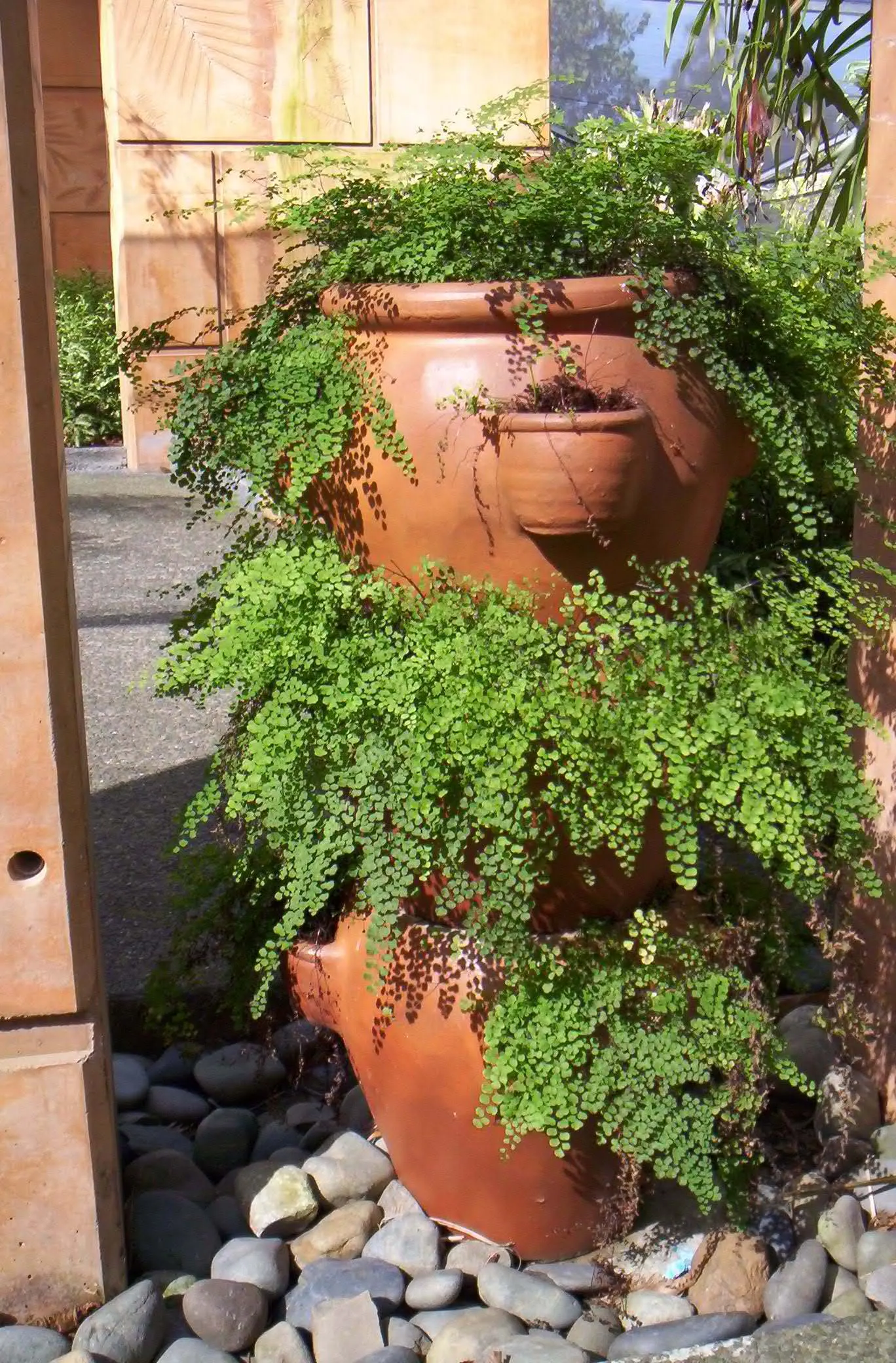 Maidenhair Fern (Adiantum Capillus-Veneris) — is a delicate yet enchanting species that brings an air of elegance and sophistication to any garden, image 31
