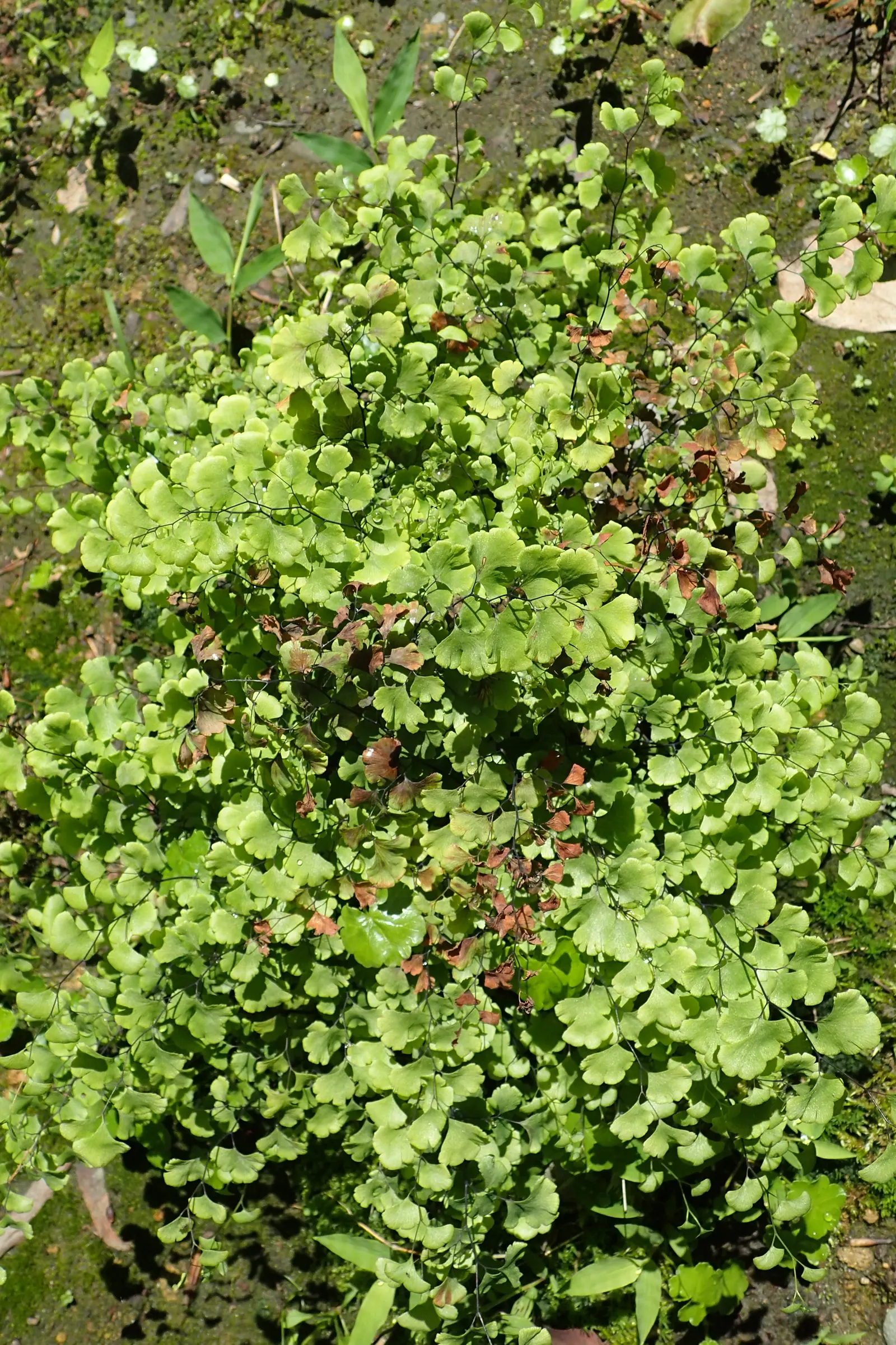Maidenhair Fern (Adiantum Capillus-Veneris) — Maidenhair Ferns require protection from harsh; mimicking its natural habitat