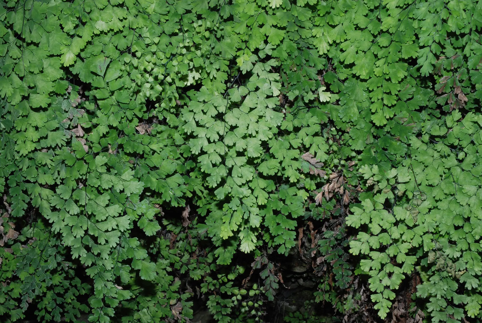 Maidenhair Fern (Adiantum Capillus-Veneris) — Thriving in USDA zones 3-11, it prefers indirect light and moist, well-drained soil; recognizable by its slender