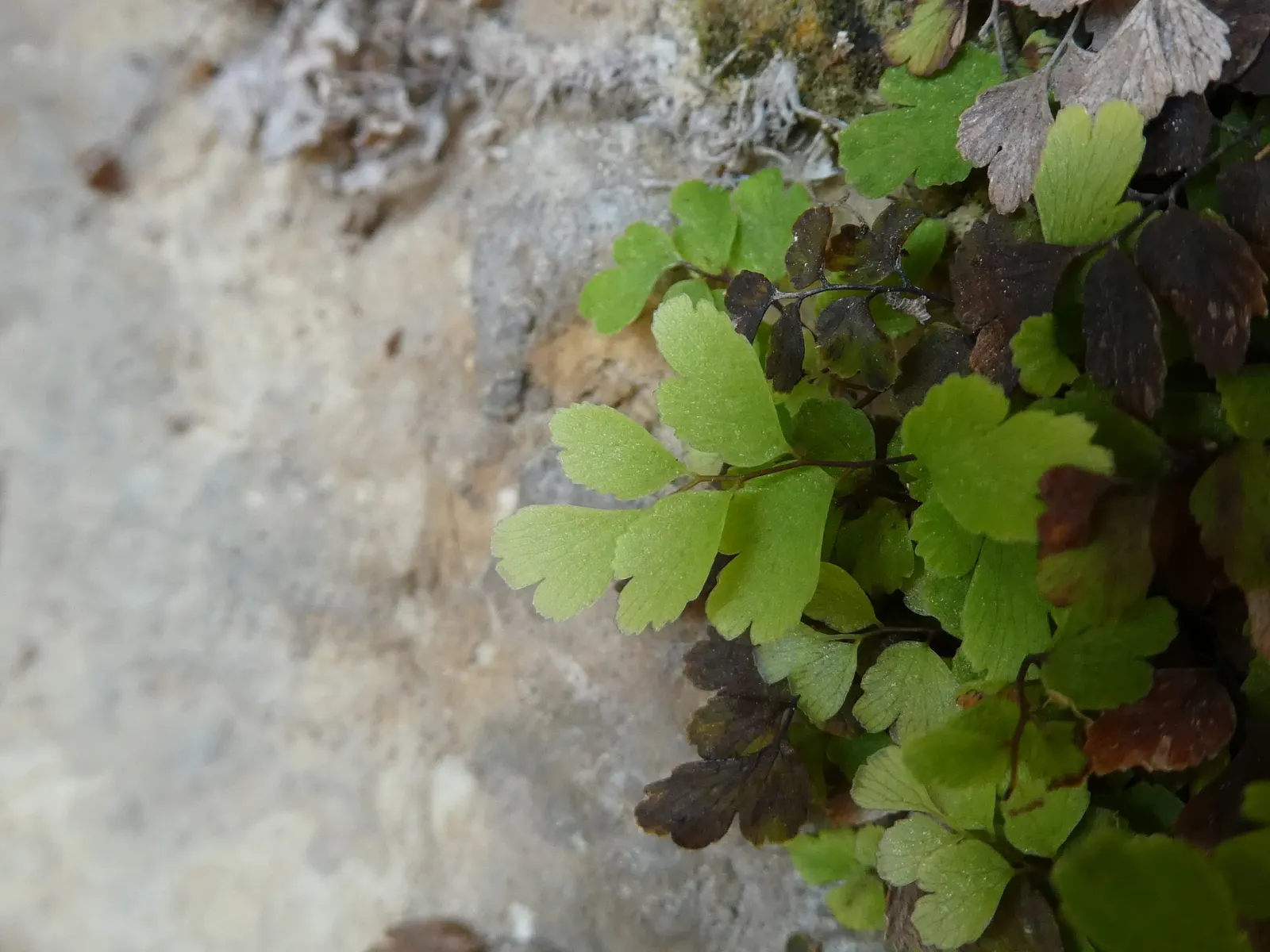 Maidenhair Fern (Adiantum Capillus-Veneris) — making it a well-behaved and charming addition to their garden ecosystem; it thrives in consistently moist