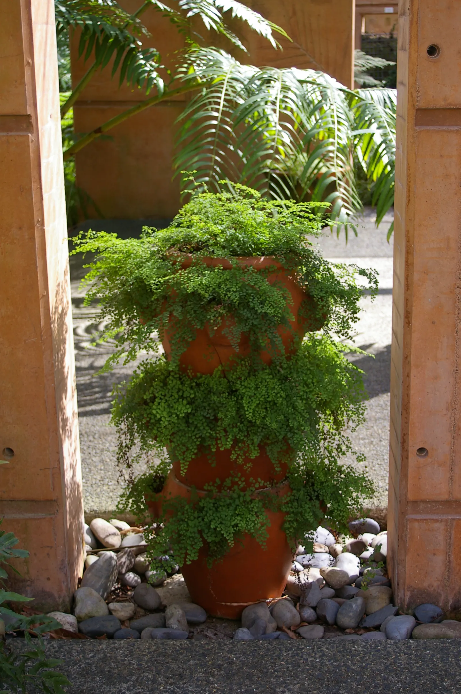Maidenhair Fern (Adiantum Capillus-Veneris) — Ideal for shaded gardens or as a lush indoor plant, it brings a soft, feathery texture to the landscape