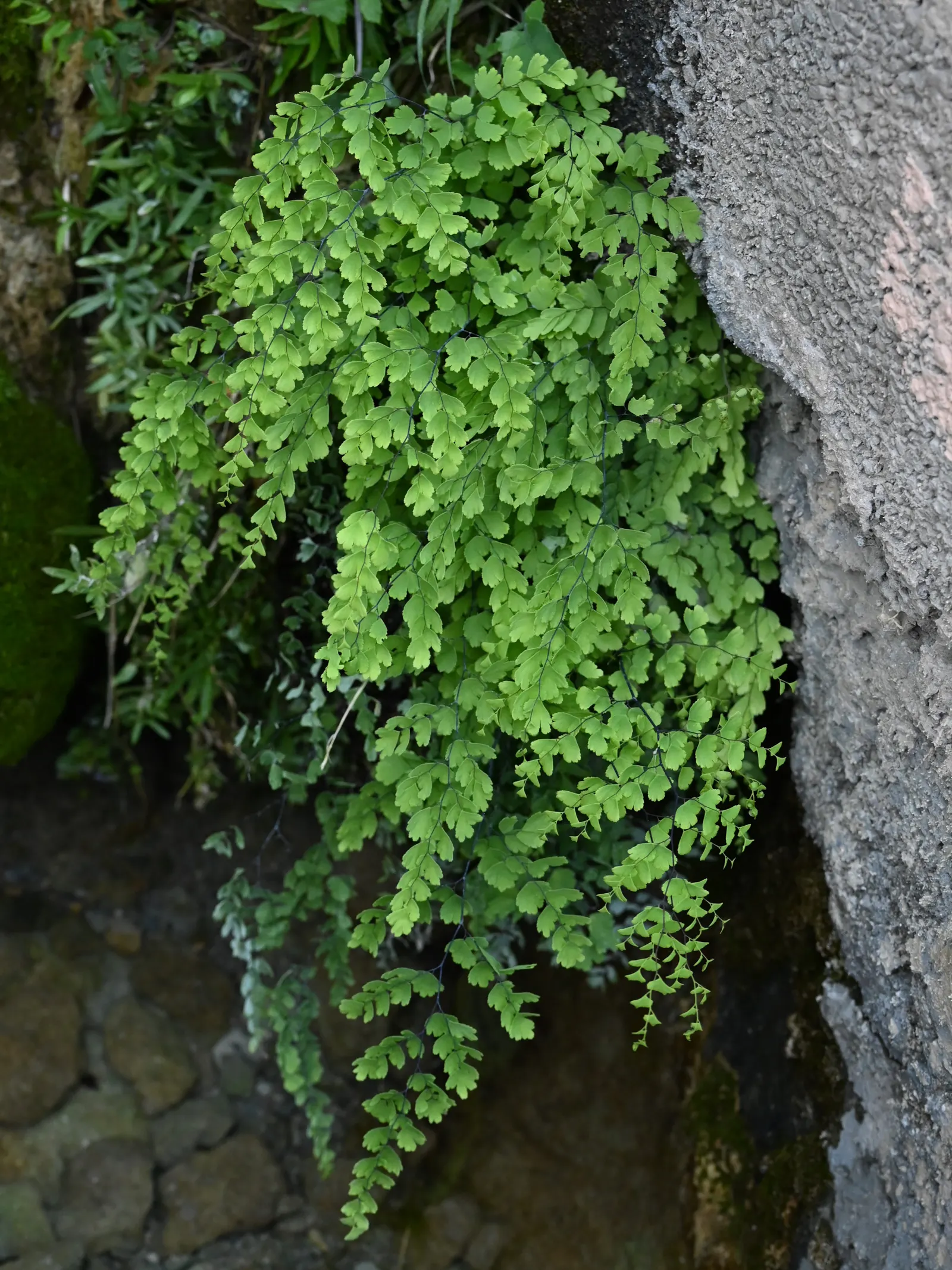 Maidenhair Fern (Adiantum Capillus-Veneris) — fern / ground cover for deep shade or half or shade; or as a graceful accent in a mixed fern garden
