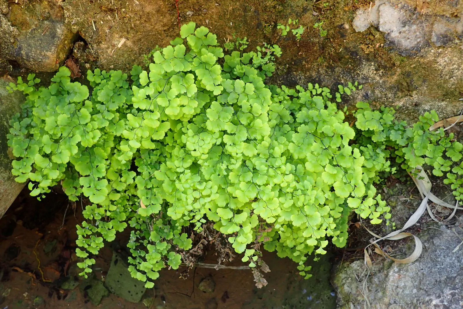 Maidenhair Fern (Adiantum Capillus-Veneris) — black stems and fan-shaped segments of green