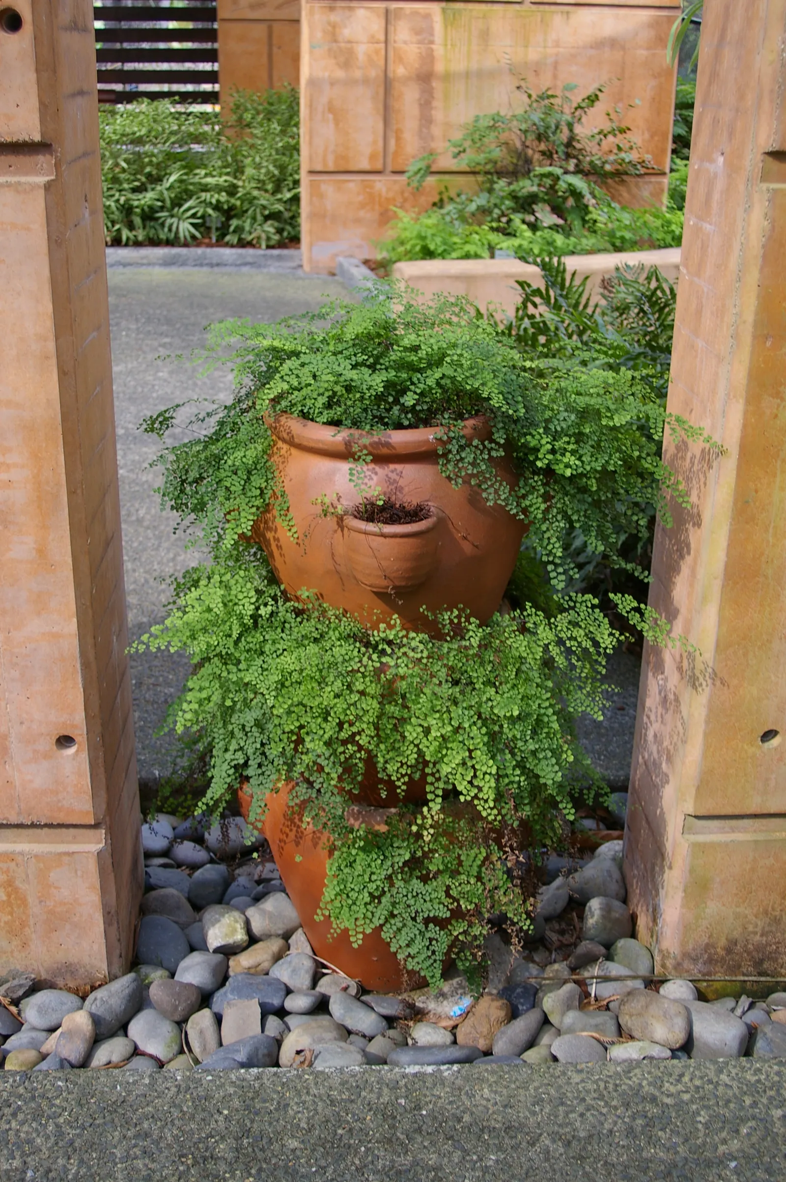Maidenhair Fern (Adiantum Capillus-Veneris) — consider it as an underplanting for larger shrubs or trees; light green fronds that typically reach, image 66