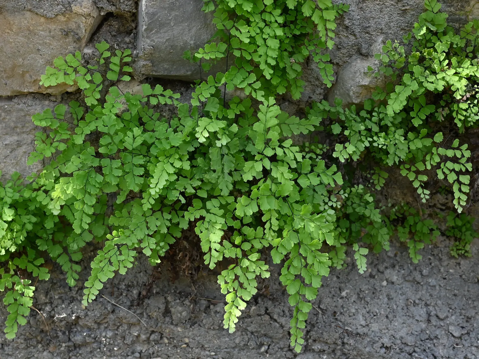 Maidenhair Fern (Adiantum Capillus-Veneris) — The soil should ideally be rich in organic matter, which promotes lush frond development; ideal for shaded
