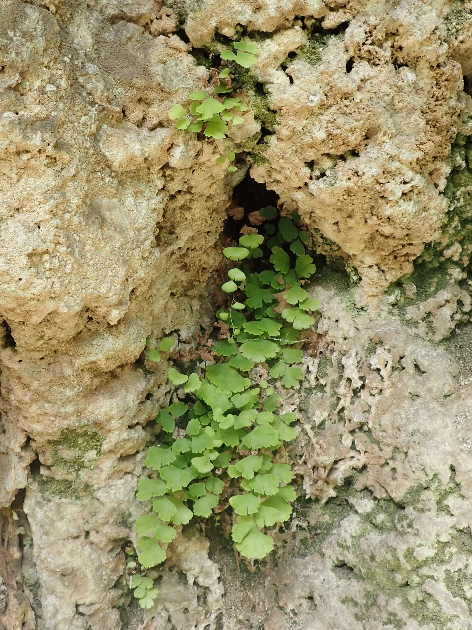 Maidenhair Fern (Adiantum Capillus-Veneris) — commonly known as the Maidenhair Fern