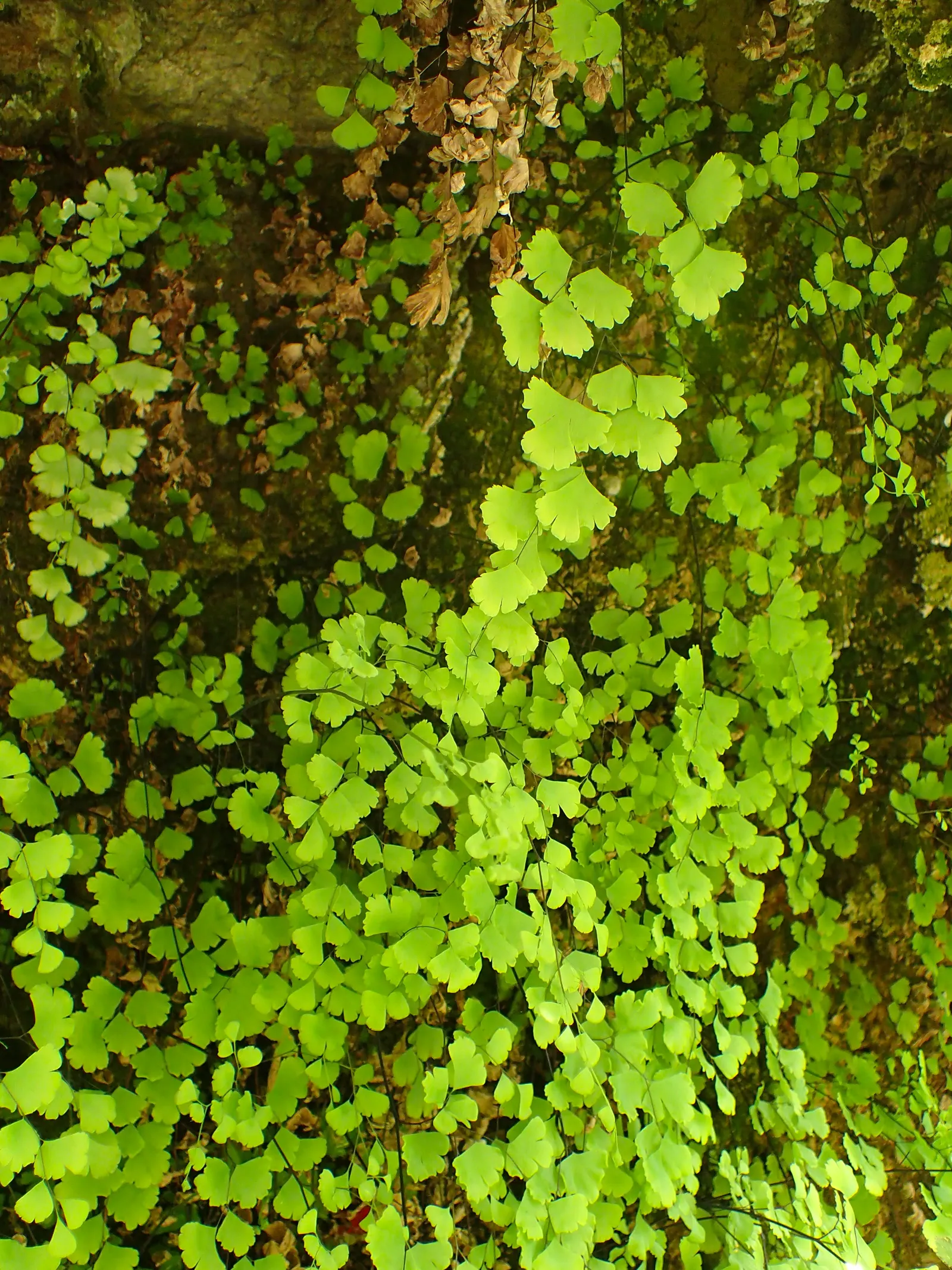 Maidenhair Fern (Adiantum Capillus-Veneris) — mimicking its natural habitat