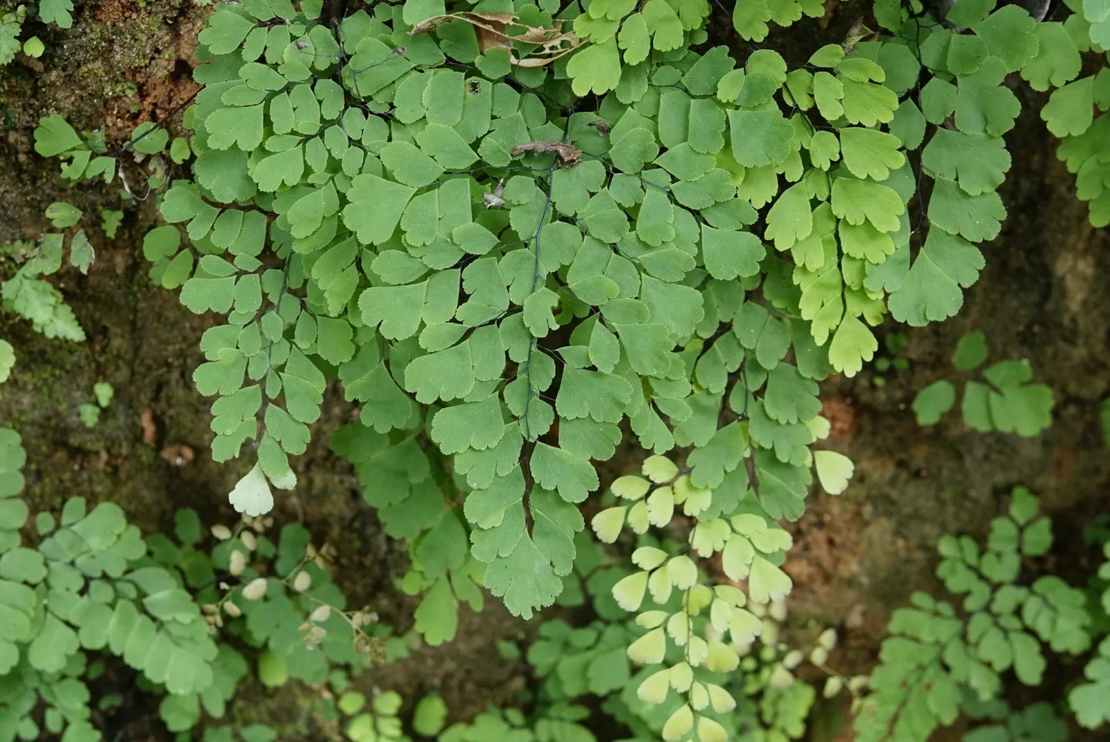 Maidenhair Fern (Adiantum Capillus-Veneris) — The soil should ideally be rich in organic matter, which promotes lush frond development; ideal for, image 63