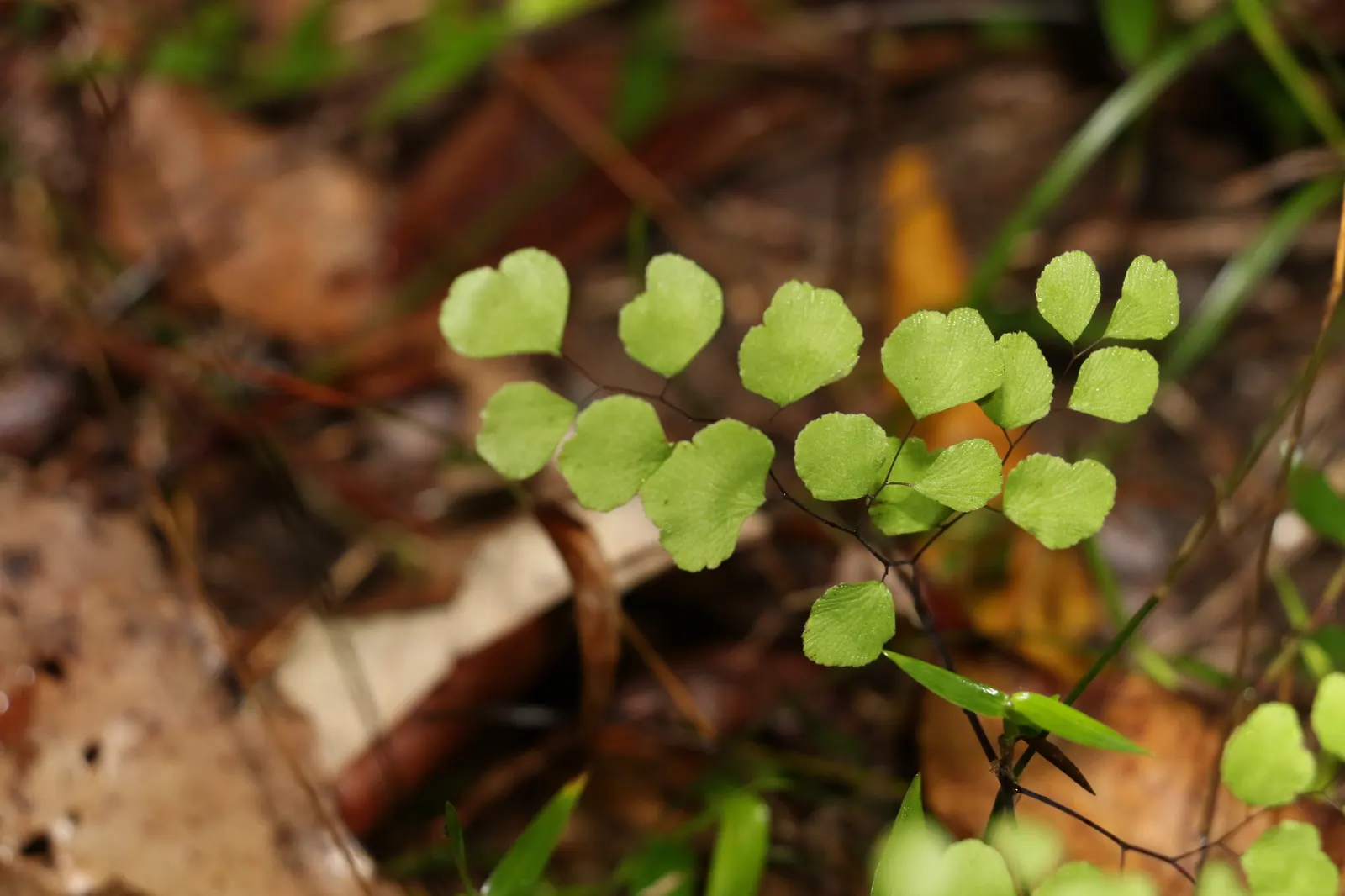 Maidenhair Fern (Adiantum Capillus-Veneris) — is a delicate yet enchanting species that brings an air of elegance and sophistication to any garden, image 55