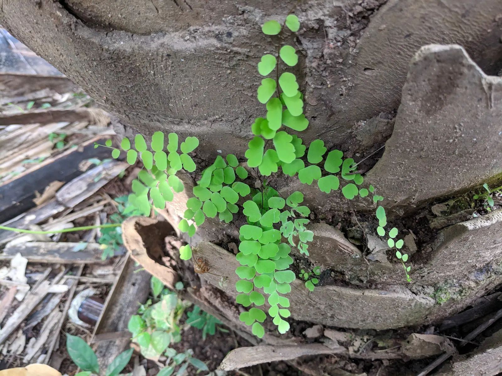 Maidenhair Fern (Adiantum Capillus-Veneris) — black stems and fan-shaped segments of green; this perennial favors the dappled light of a woodland setting