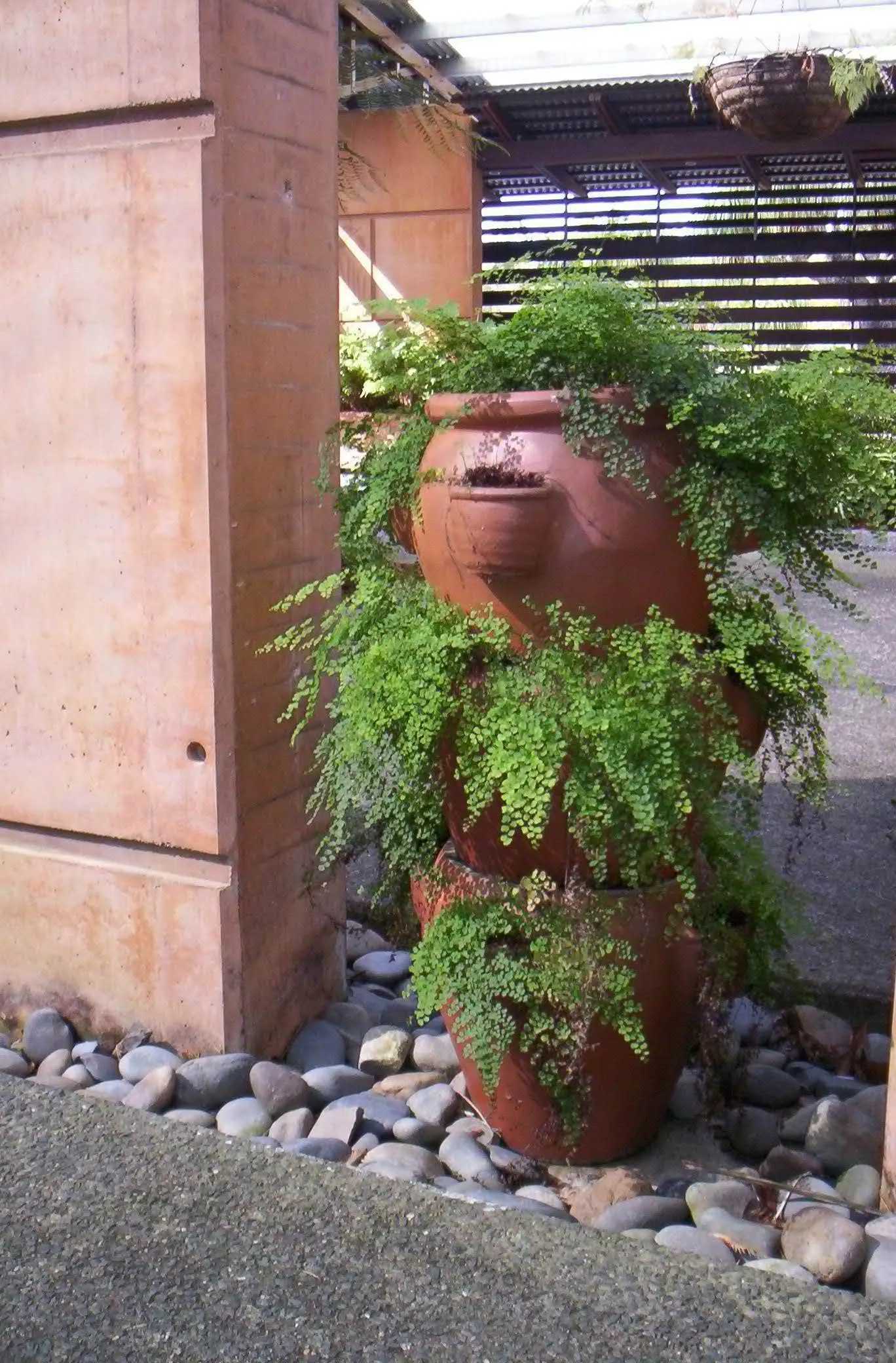Maidenhair Fern (Adiantum Capillus-Veneris) — Ideal for shaded gardens or as a lush indoor plant, it brings a soft, feathery texture to the, image 54