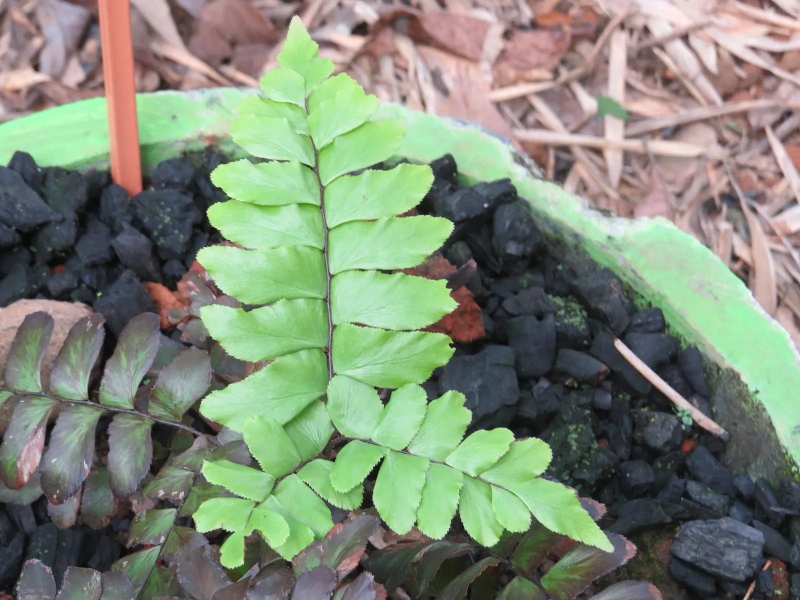 Maidenhair Fern (Adiantum Capillus-Veneris) — making it a well-behaved and charming addition to their garden ecosystem