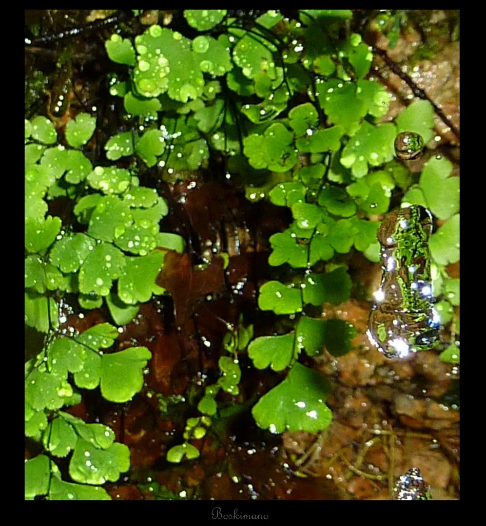 Maidenhair Fern (Adiantum Capillus-Veneris) — and its fronds can spread about 18 to 24 inches wide.<br><br>Perfect for zones 8 through 10