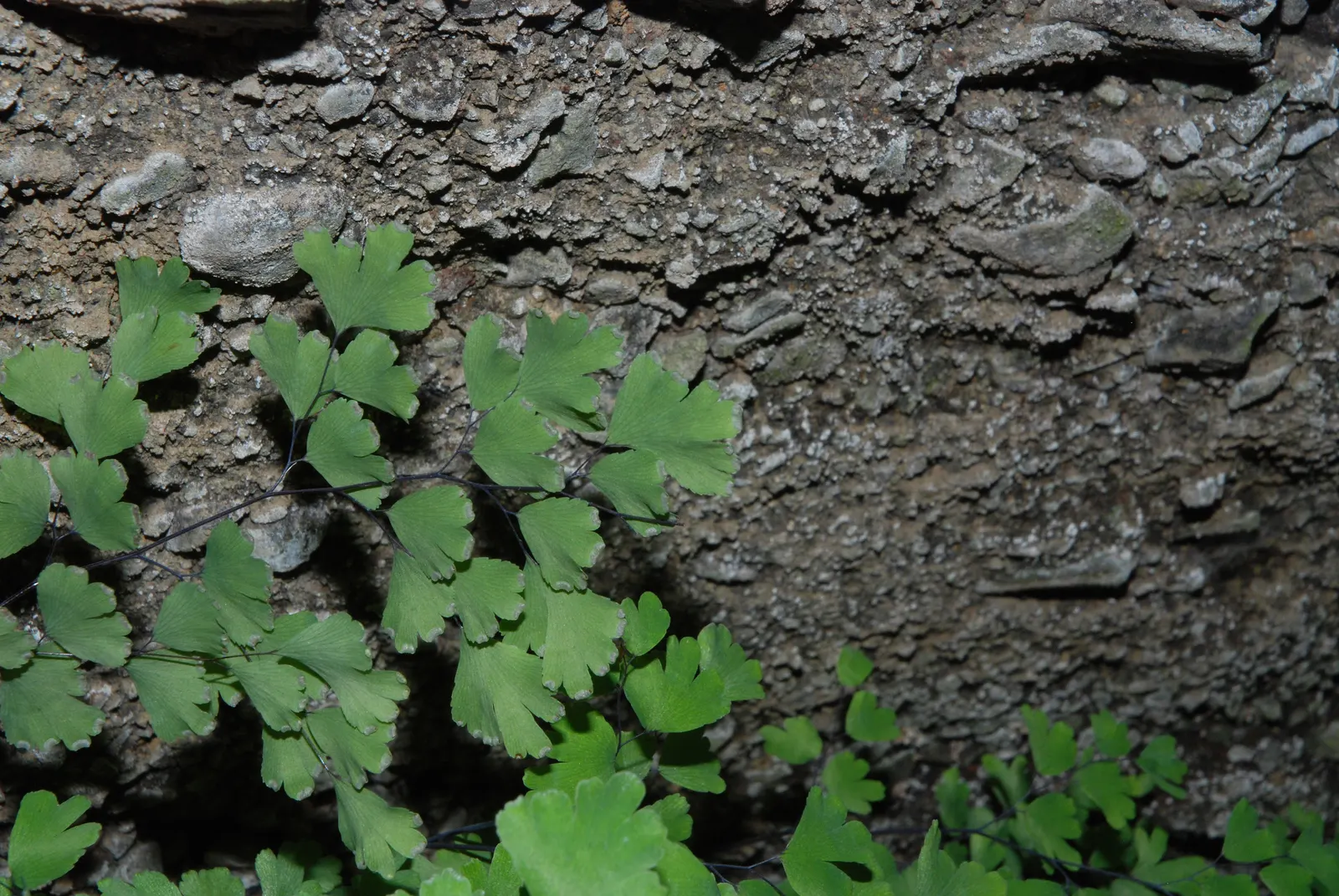 Maidenhair Fern (Adiantum Capillus-Veneris) — and its fronds can spread about 18 to 24 inches wide.<br><br>Perfect for zones 8 through 10; ornamental plant