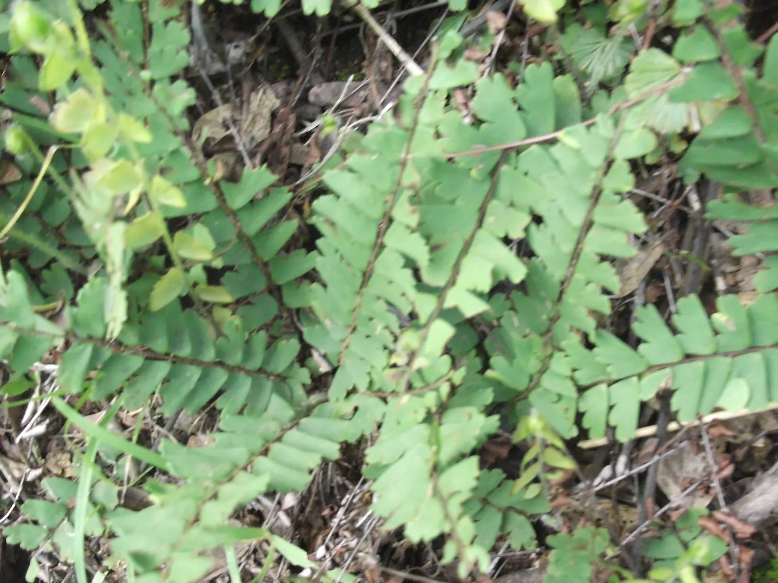 Maidenhair Fern (Adiantum Capillus-Veneris) — black stems and fan-shaped segments of green; this perennial favors the dappled light of a woodland, image 57