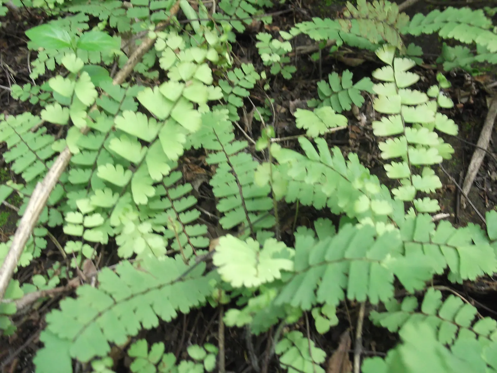 Maidenhair Fern (Adiantum Capillus-Veneris) — consider it as an underplanting for larger shrubs or trees