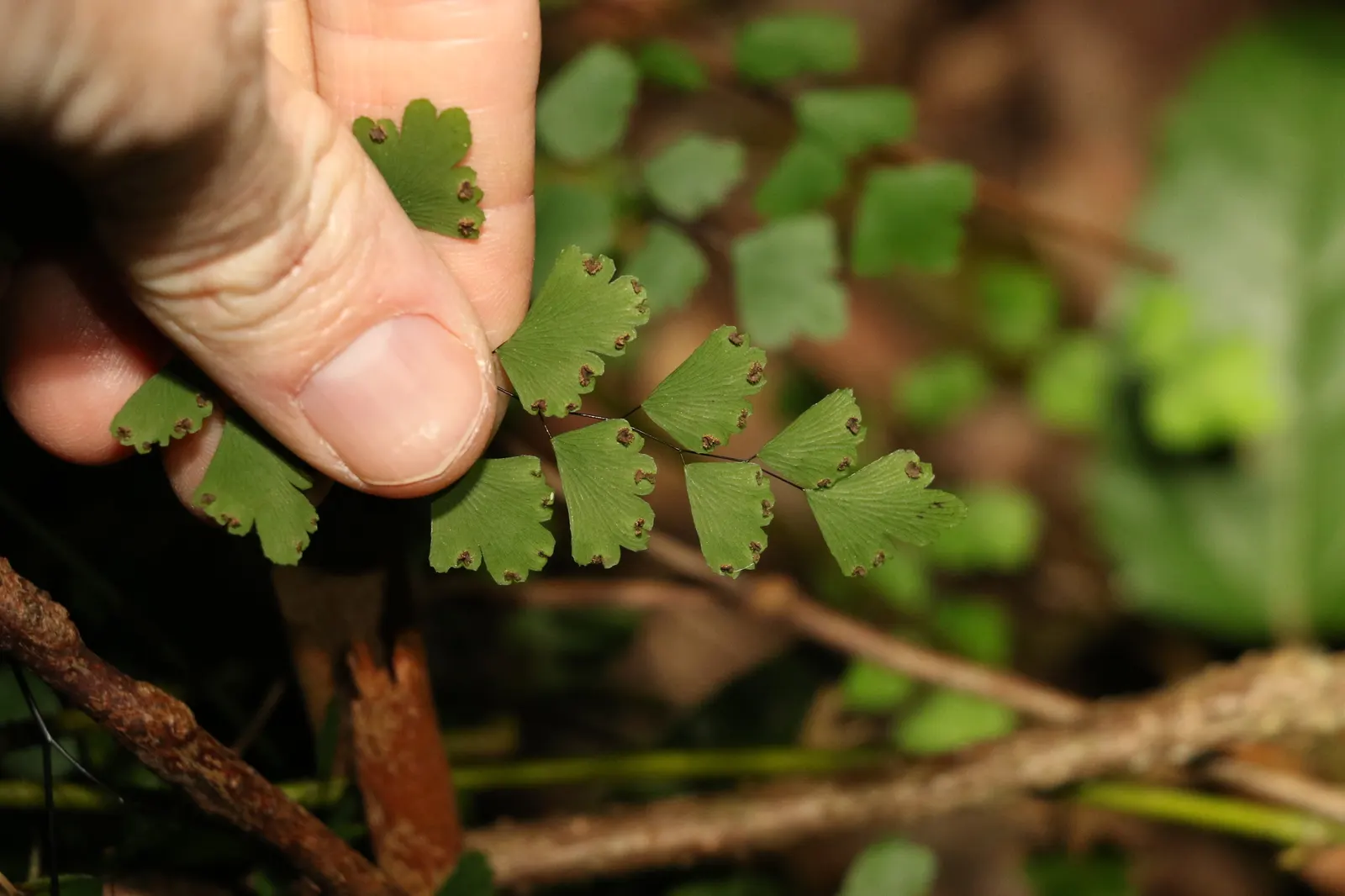 Maidenhair Fern (Adiantum Capillus-Veneris) — commonly known as the Maidenhair Fern; its wiry, black stalks suggest a fine hair-like appearance, image 49
