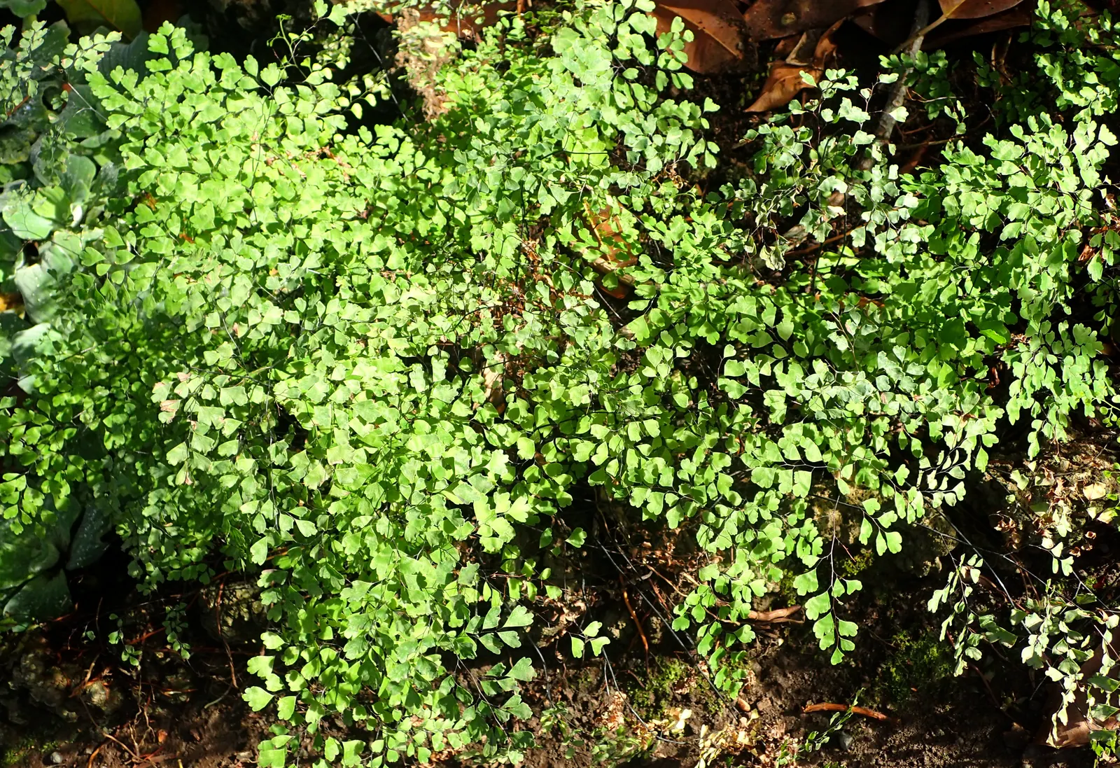 Maidenhair Fern (Adiantum Capillus-Veneris) — this perennial favors the dappled light of a woodland setting; black stems and fan-shaped segments of, image 60