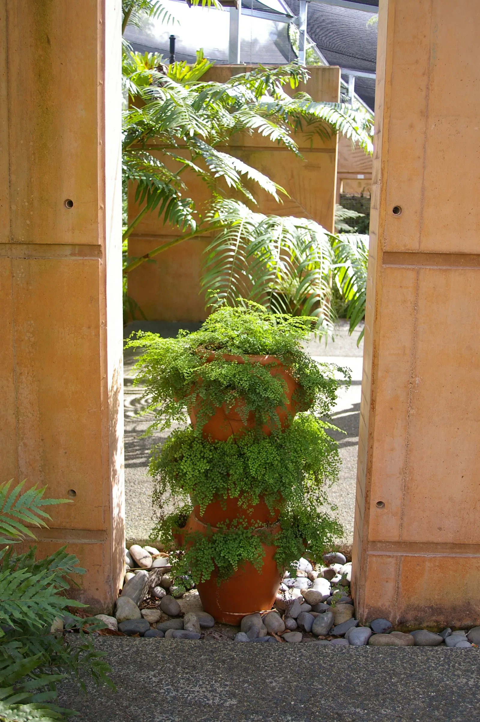 Maidenhair Fern (Adiantum Capillus-Veneris) — or as a graceful accent in a mixed fern garden; fern / ground cover for deep shade or half or shade, image 69