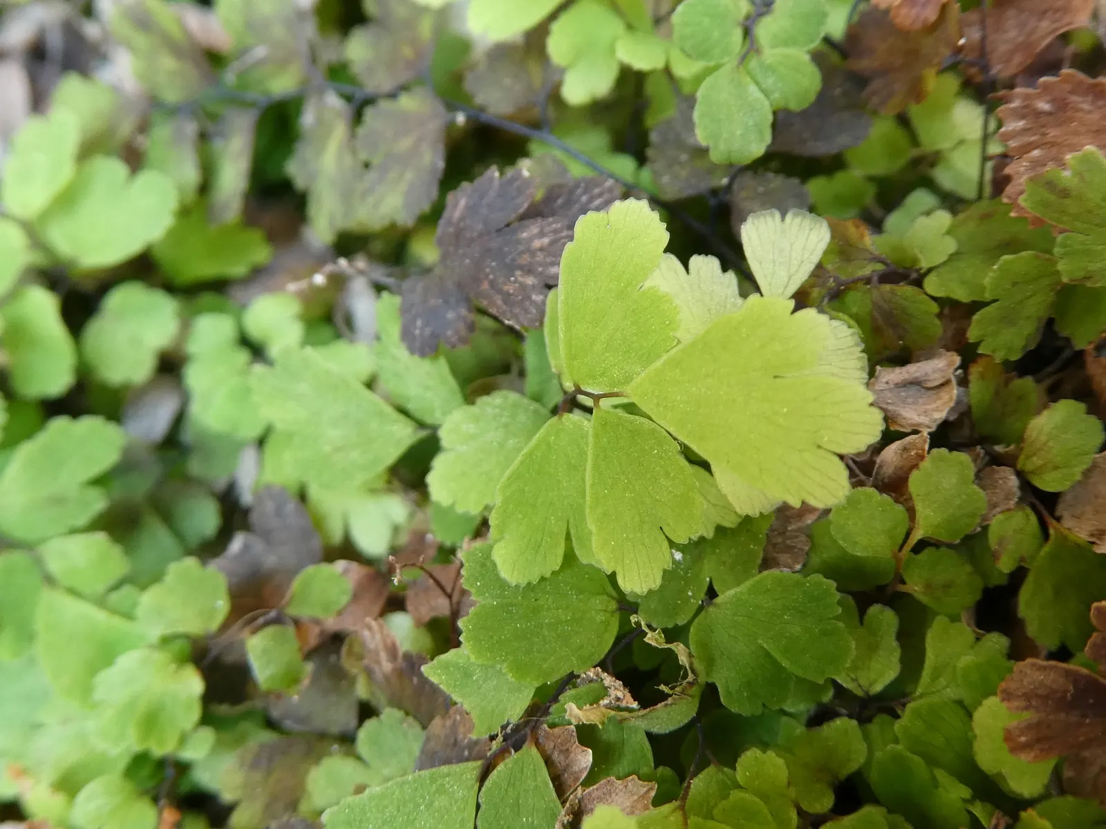 Maidenhair Fern (Adiantum Capillus-Veneris) — light green fronds that typically reach up to 18 inches in height; consider it as an underplanting, image 51