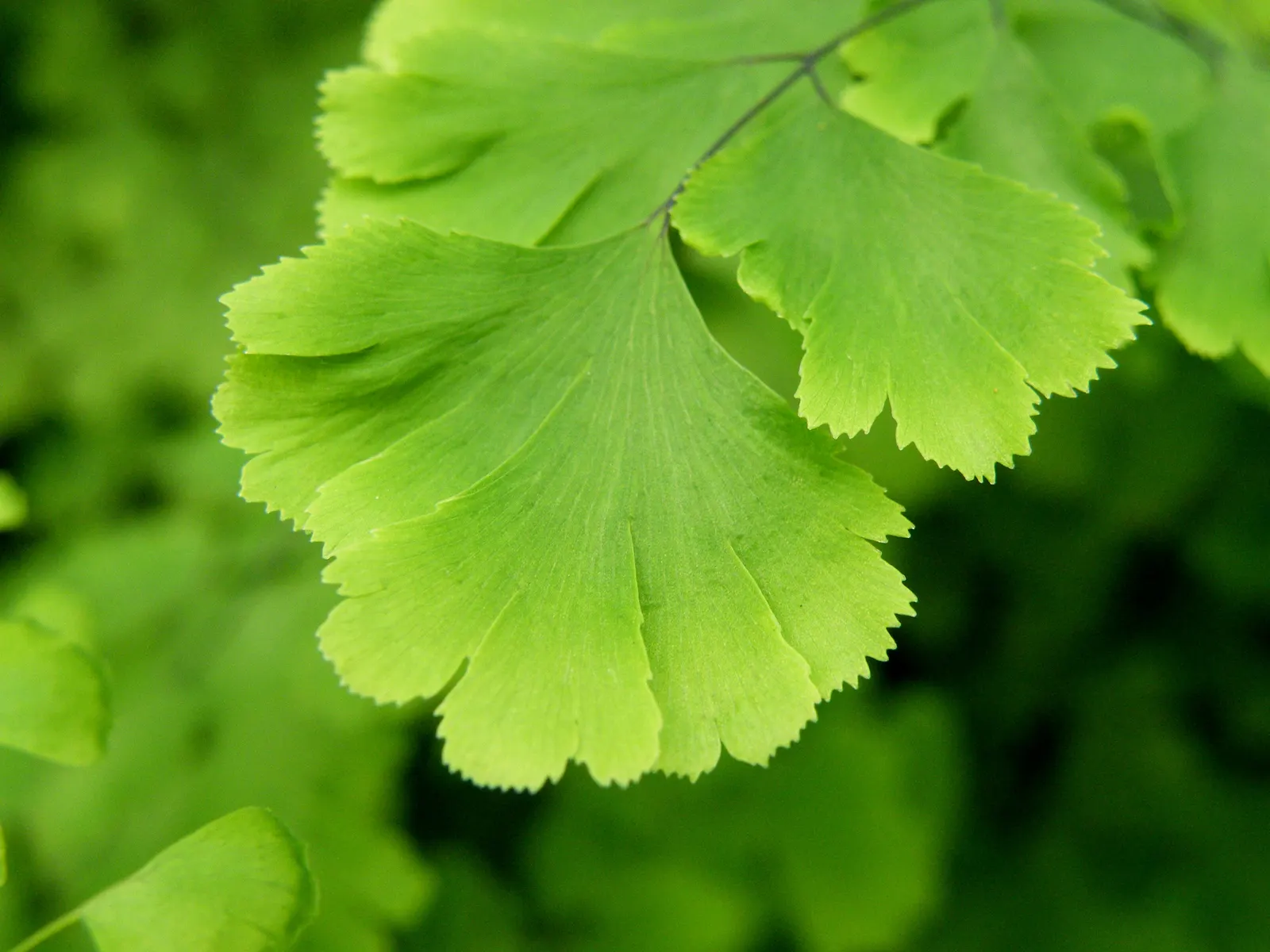 Maidenhair Fern (Adiantum Capillus-Veneris) — direct sunlight and strong winds that can easily damage their delicate fronds; making it an ideal, image 65