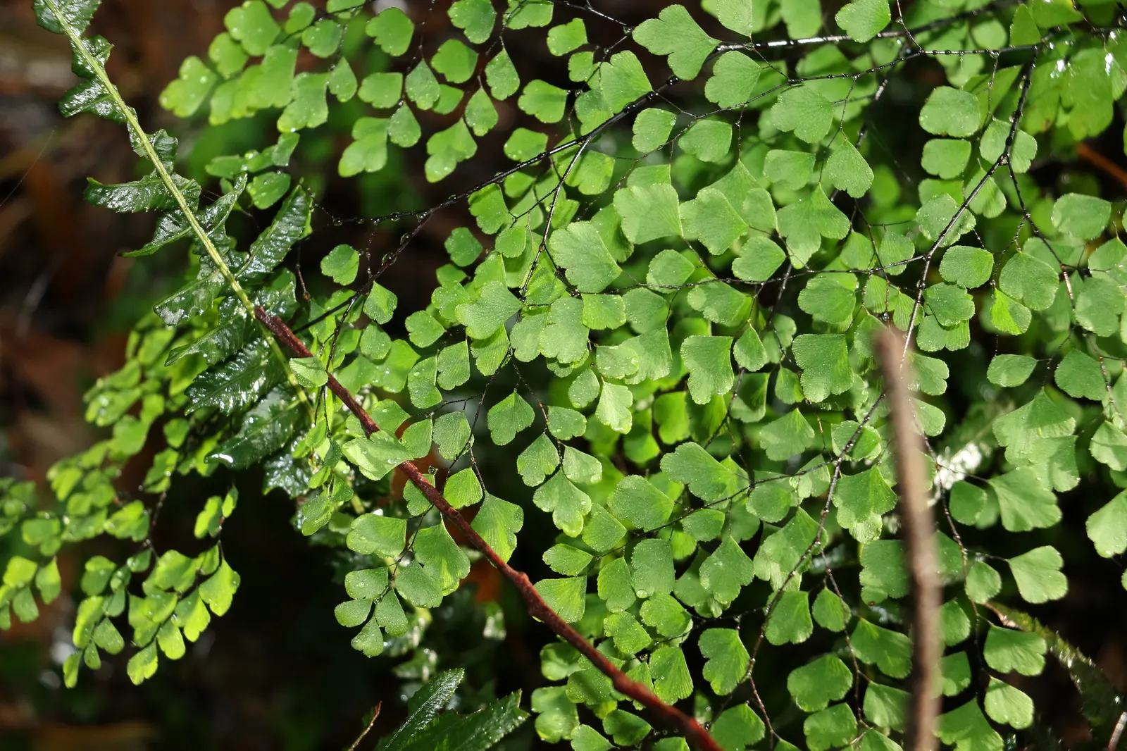 Maidenhair Fern (Adiantum Capillus-Veneris) — and its fronds can spread about 18 to 24 inches wide.<br><br>Perfect for zones 8 through 10, image 59