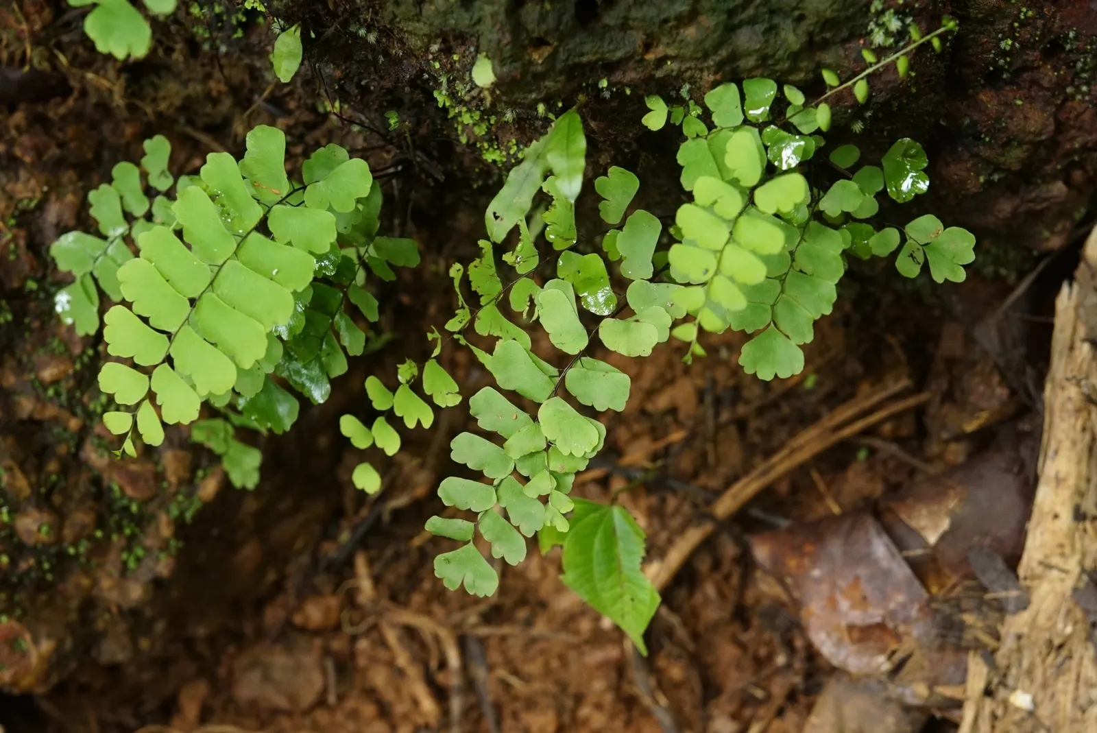 Maidenhair Fern (Adiantum Capillus-Veneris) — this perennial favors the dappled light of a woodland setting; black stems and fan-shaped segments of green
