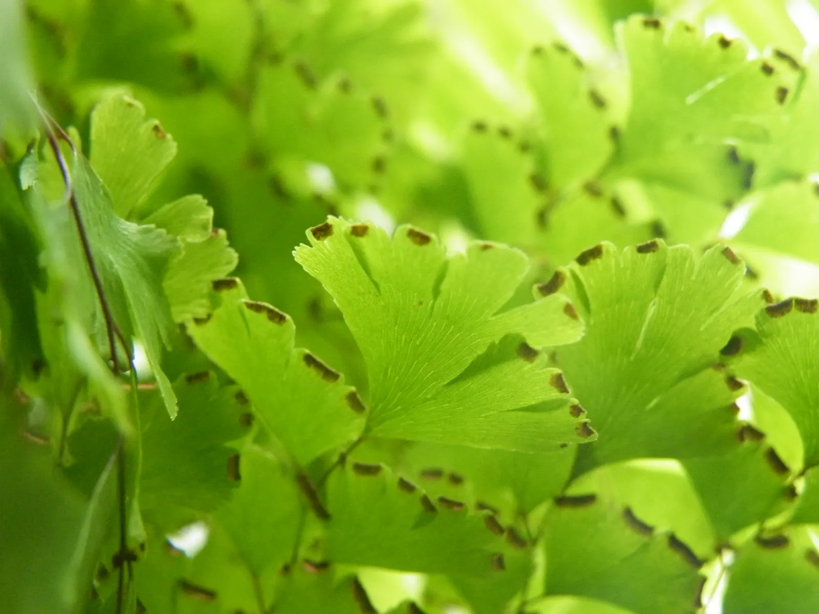 Maidenhair Fern (Adiantum Capillus-Veneris) — Its wiry, black stalks suggest a fine hair-like appearance, inspiring its name