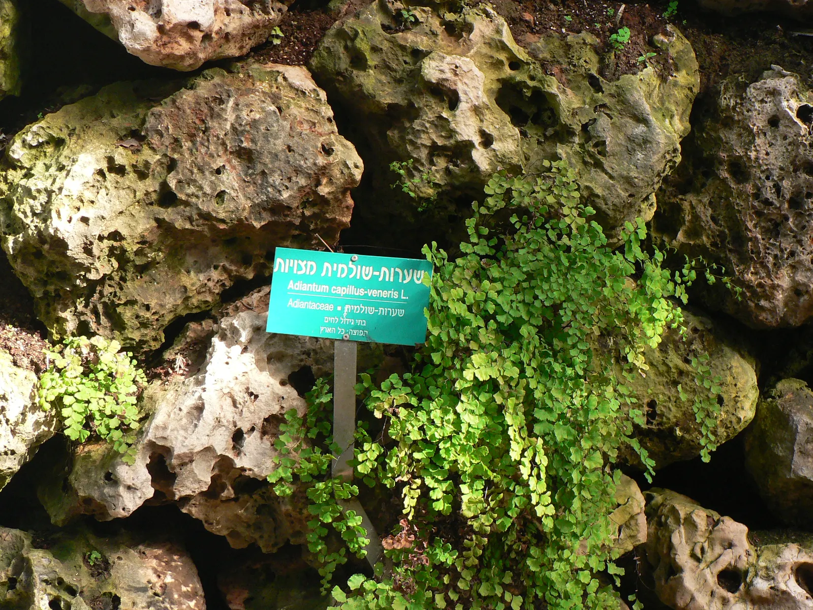 Maidenhair Fern (Adiantum Capillus-Veneris) — this fern can reach a mature height of approximately 12 to 20 inches