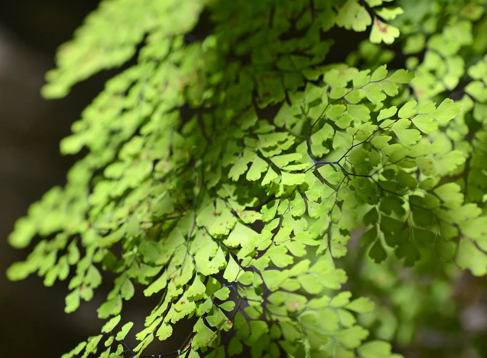 Maidenhair Fern (Adiantum Capillus-Veneris) — Its ethereal texture provides a stunning contrast against coarser foliage