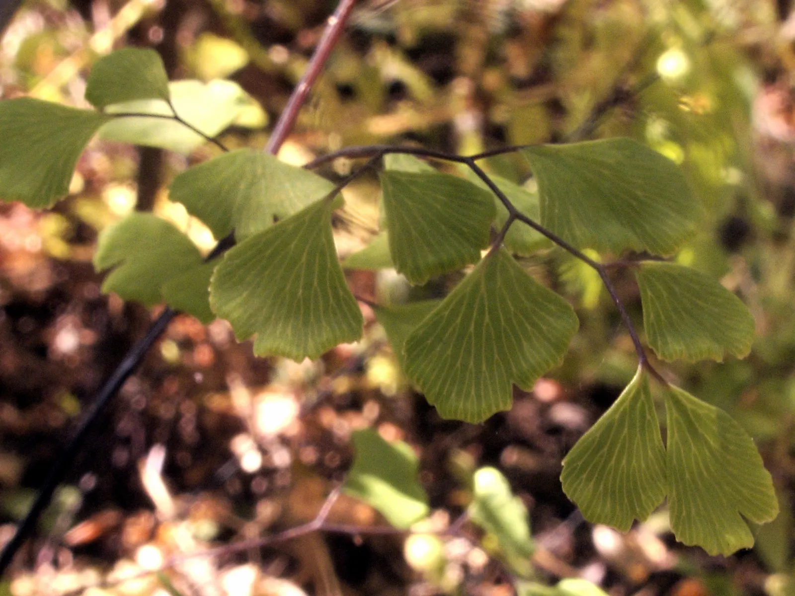 Maidenhair Fern (Adiantum Capillus-Veneris) — Inform clients of its modest growth rate and non-invasive nature; is a delicate yet enchanting species that