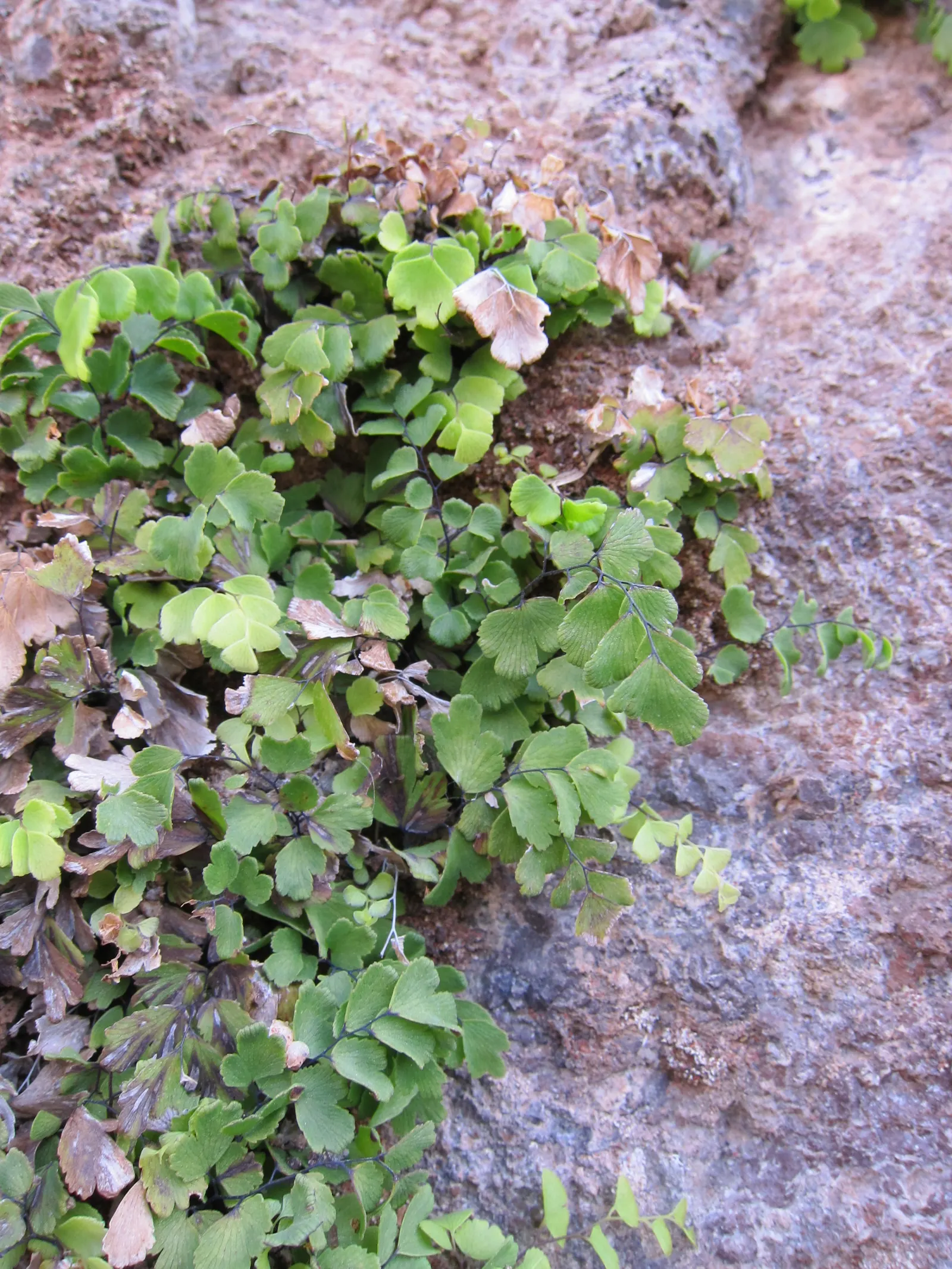 Maidenhair Fern (Adiantum Capillus-Veneris) — ornamental plant with fan-shaped; and its fronds can spread about 18 to 24 inches wide.<br><br>Perfect for zones