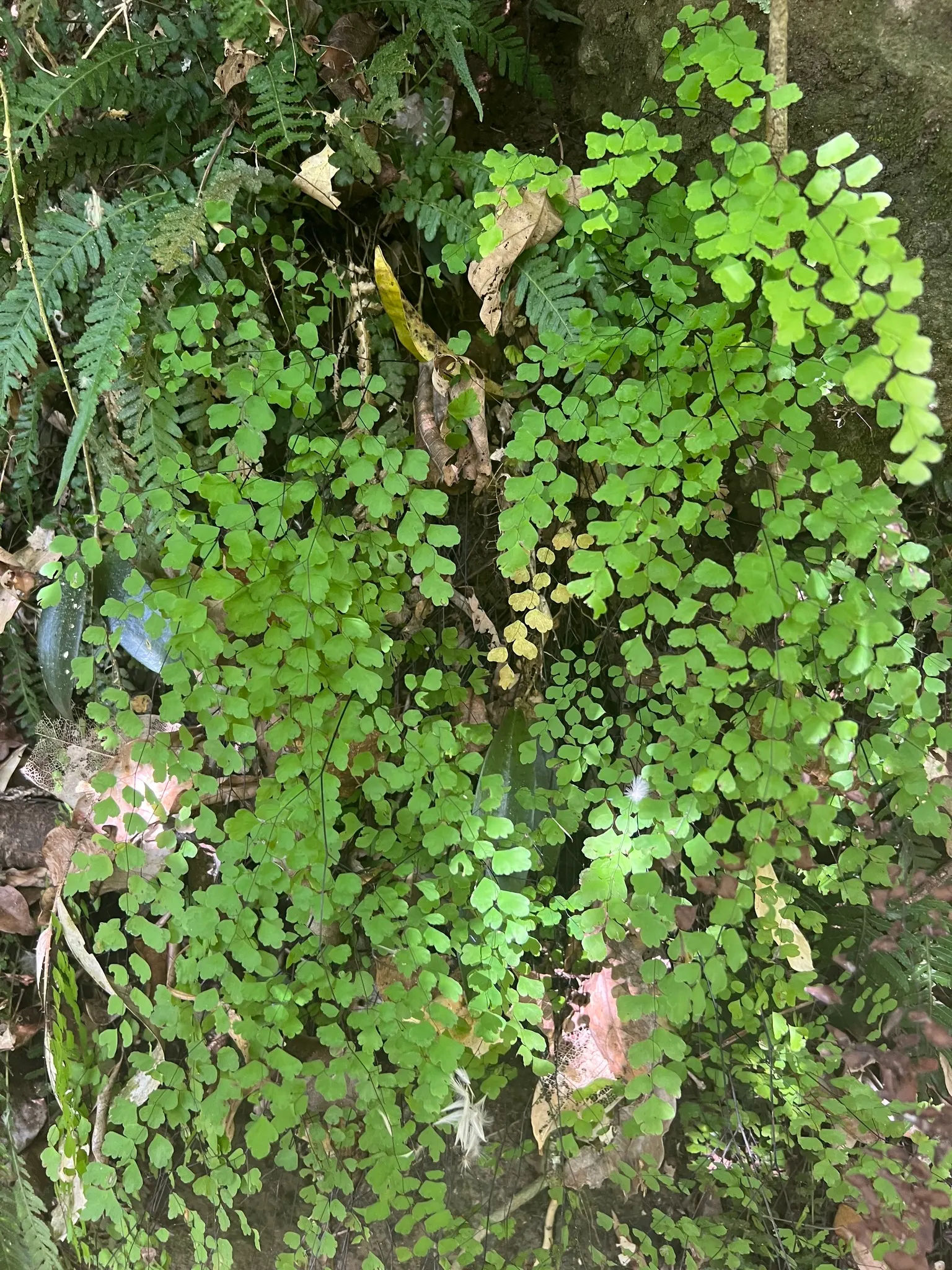 Maidenhair Fern (Adiantum Capillus-Veneris) — Recognizable by its slender