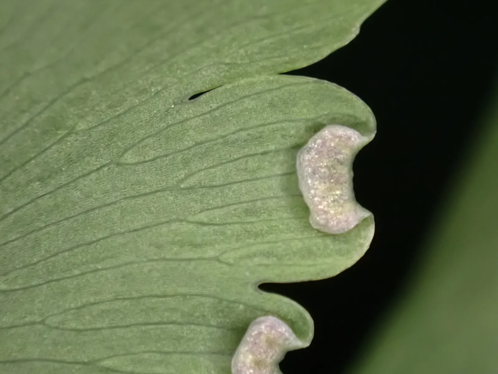 Maidenhair Fern (Adiantum Capillus-Veneris) — It thrives in consistently moist, well-drained soil with a slightly acidic to neutral pH; making it a, image 62