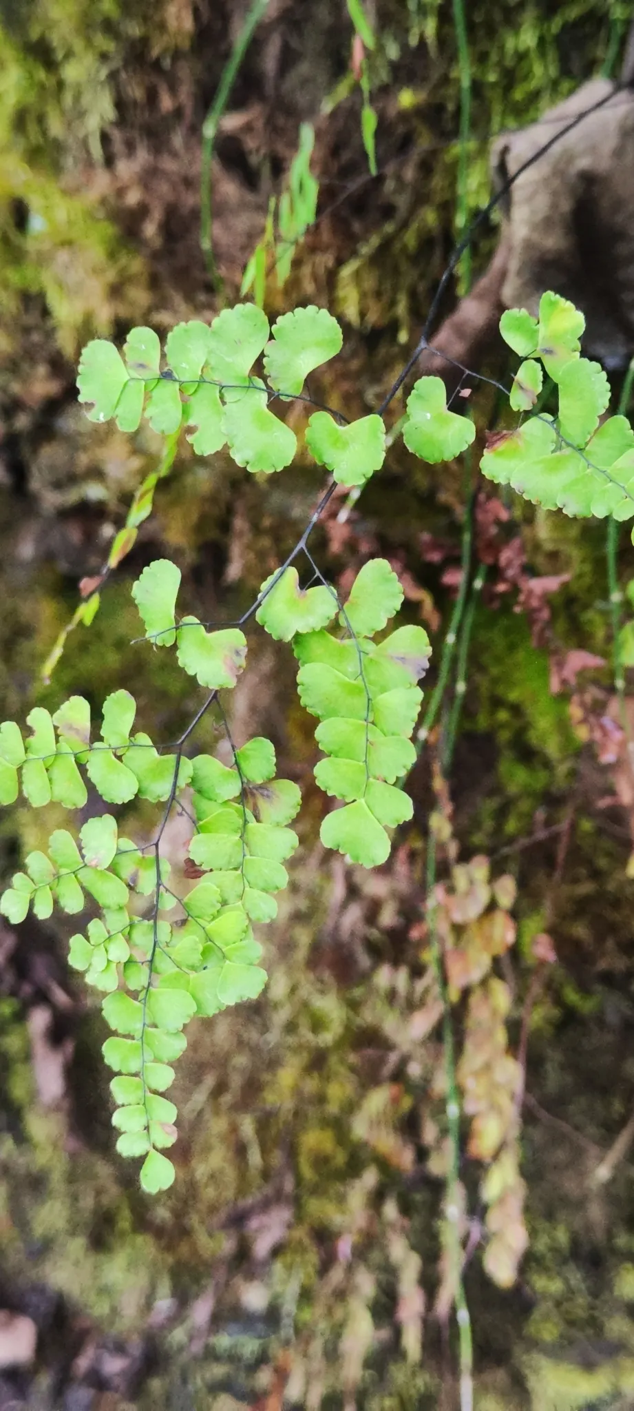 Maidenhair Fern (Adiantum Capillus-Veneris) — direct sunlight and strong winds that can easily damage their delicate fronds; making it an ideal choice for