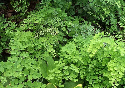 Maidenhair Fern (Adiantum Capillus-Veneris) — this fern can reach a mature height of approximately 12 to 20 inches; its ethereal texture provides a stunning