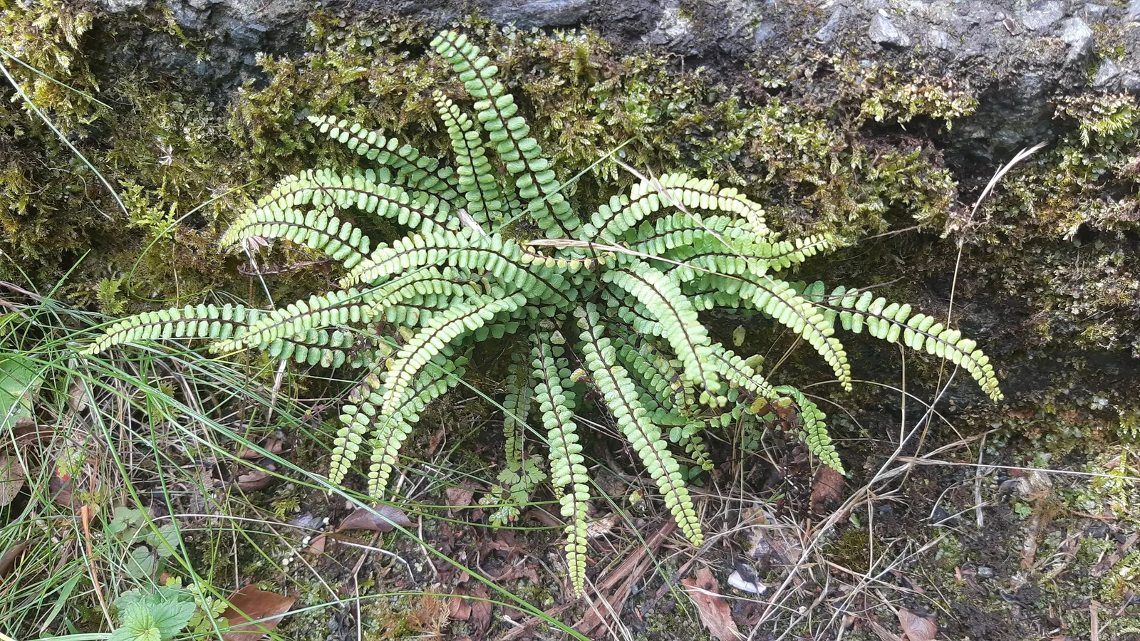 Maidenhair Fern (Adiantum Capillus-Veneris) — light green fronds that typically reach up to 18 inches in height