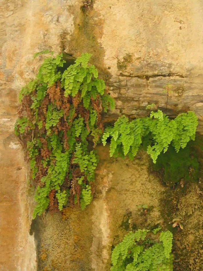 Maidenhair Fern (Adiantum Capillus-Veneris) — Inform clients of its modest growth rate and non-invasive nature; is a delicate yet enchanting, image 70