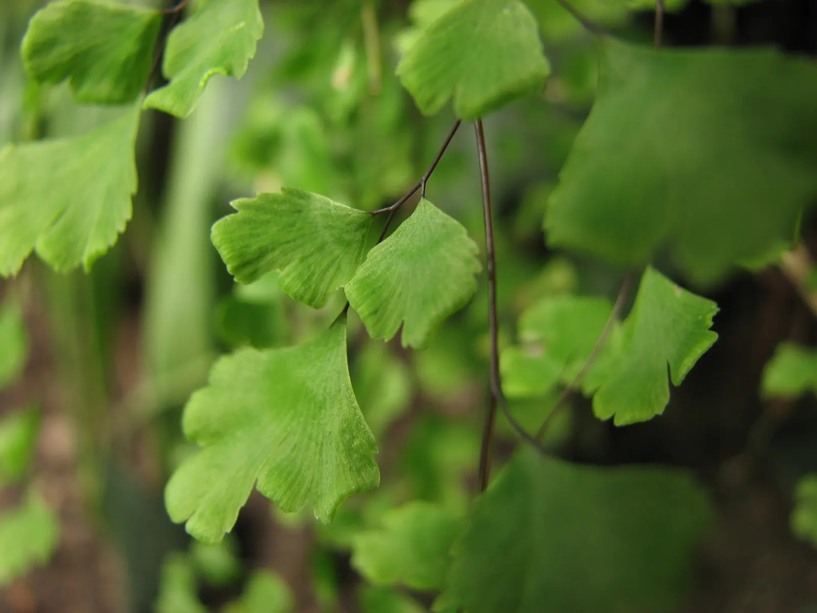 Maidenhair Fern (Adiantum Capillus-Veneris) — fern / ground cover for deep shade or half or shade