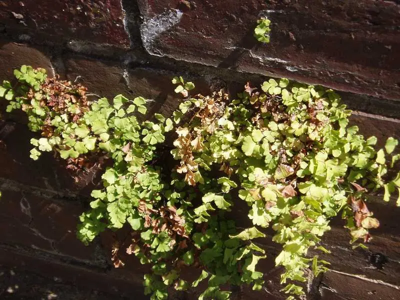 Maidenhair Fern (Adiantum Capillus-Veneris) — Recognizable by its slender; thriving in USDA zones 3-11, it prefers indirect light and moist, image 56
