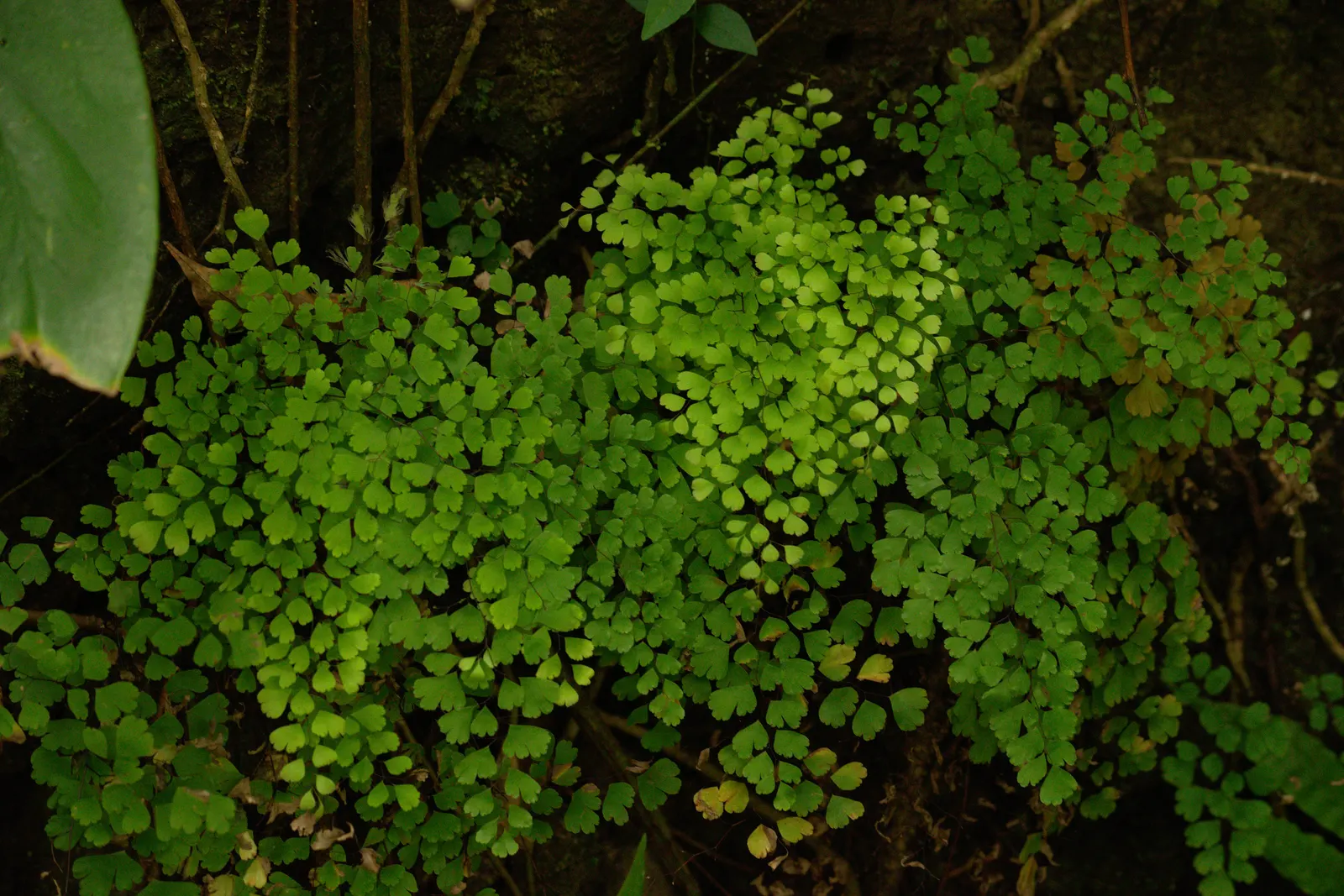 Maidenhair Fern (Adiantum Capillus-Veneris) — ornamental plant with fan-shaped; and its fronds can spread about 18 to 24 inches, image 50