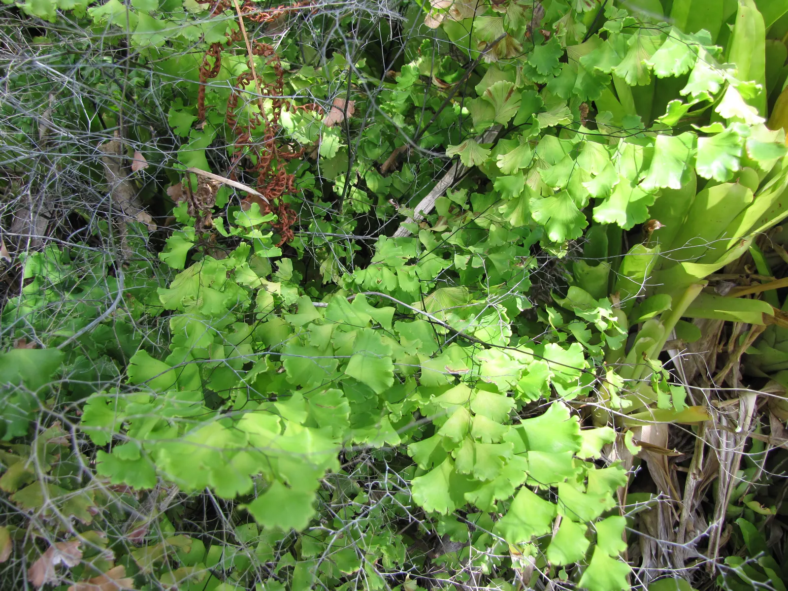 Maidenhair Fern (Adiantum Capillus-Veneris) — this fern can reach a mature height of approximately 12 to 20 inches; its ethereal texture provides a, image 58